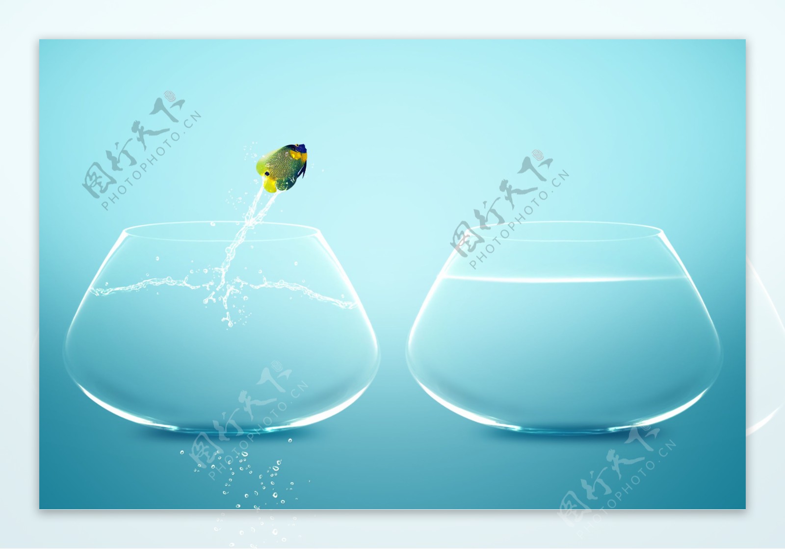 跳跃的鱼与两个鱼缸