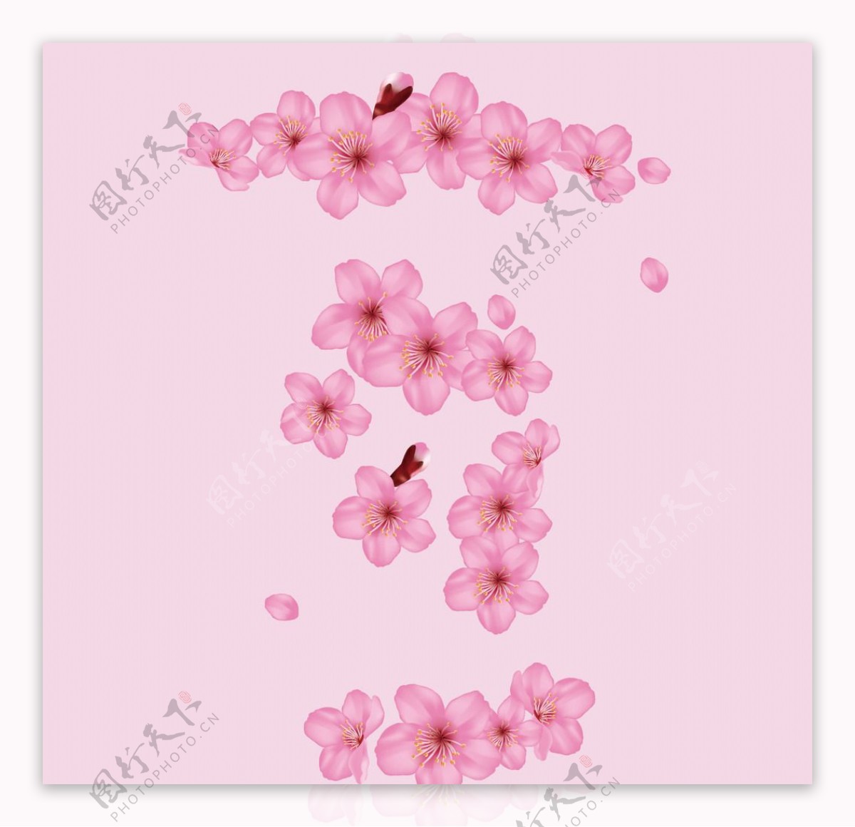 日本樱花花瓣粉色