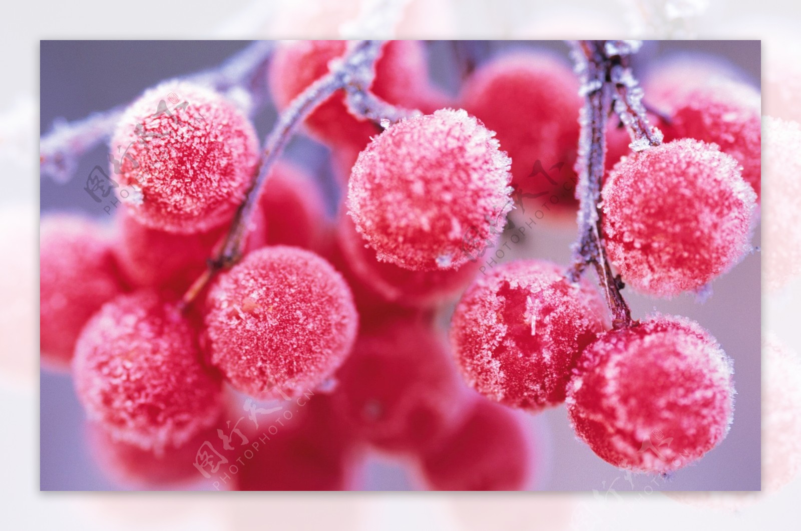冬天的浆果霜冻冰雪图片