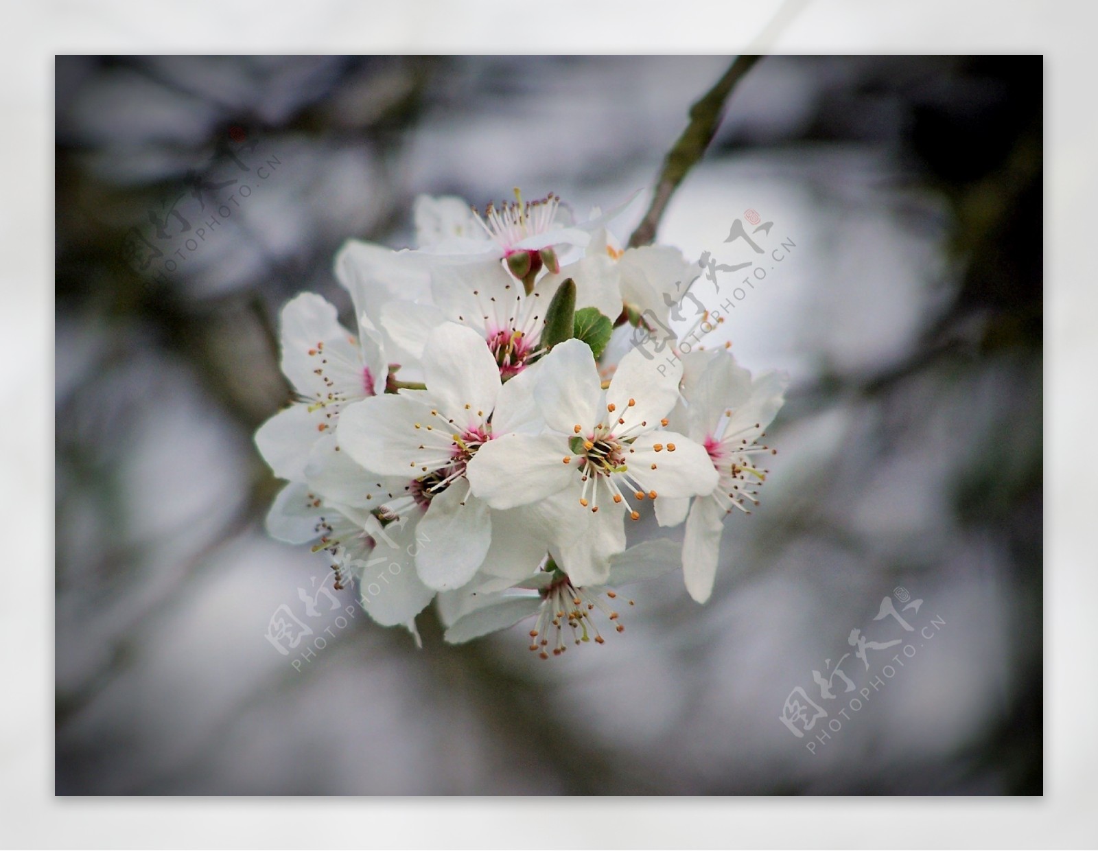 鲜艳白色梨花图片