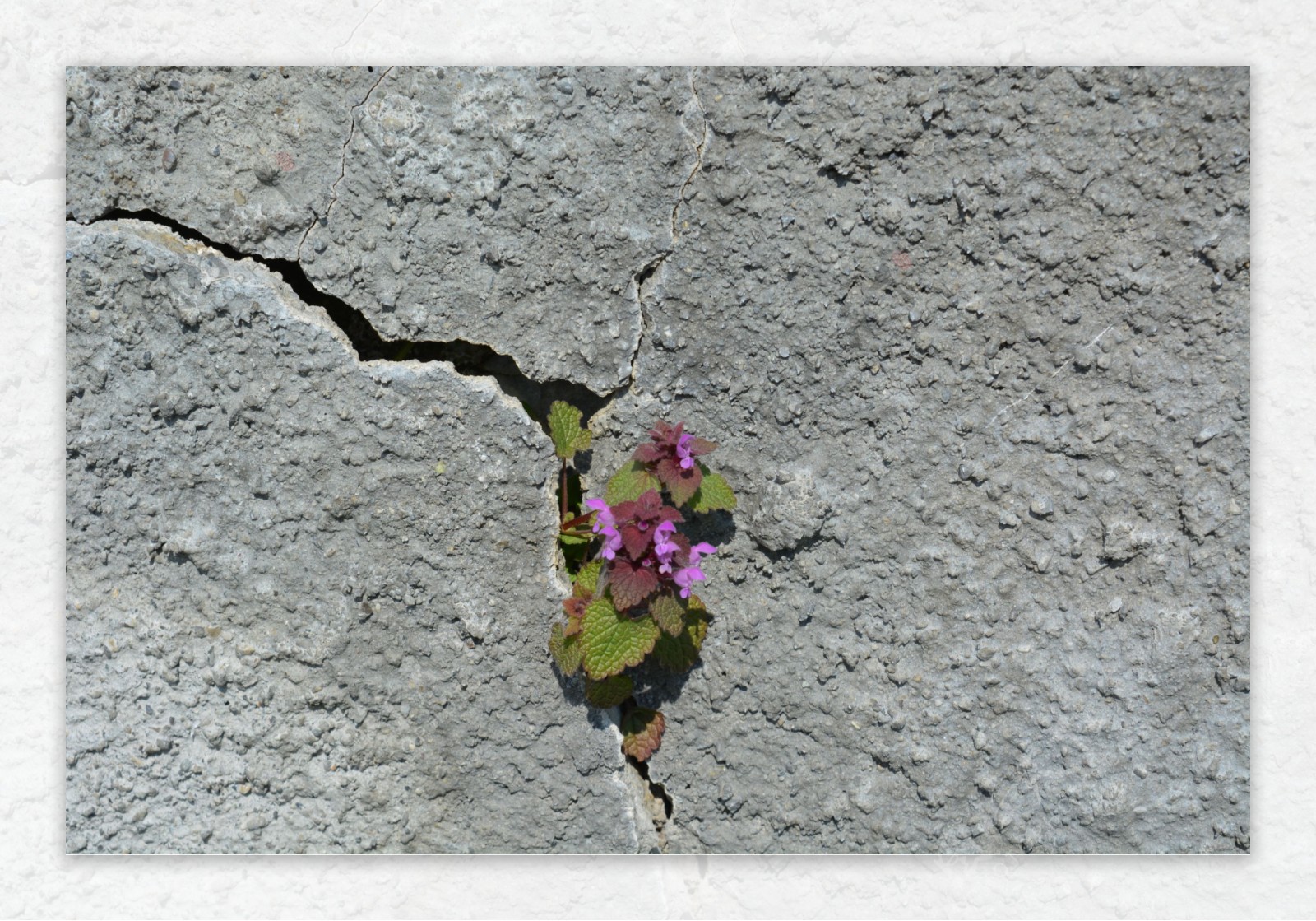 石缝里的小花图片