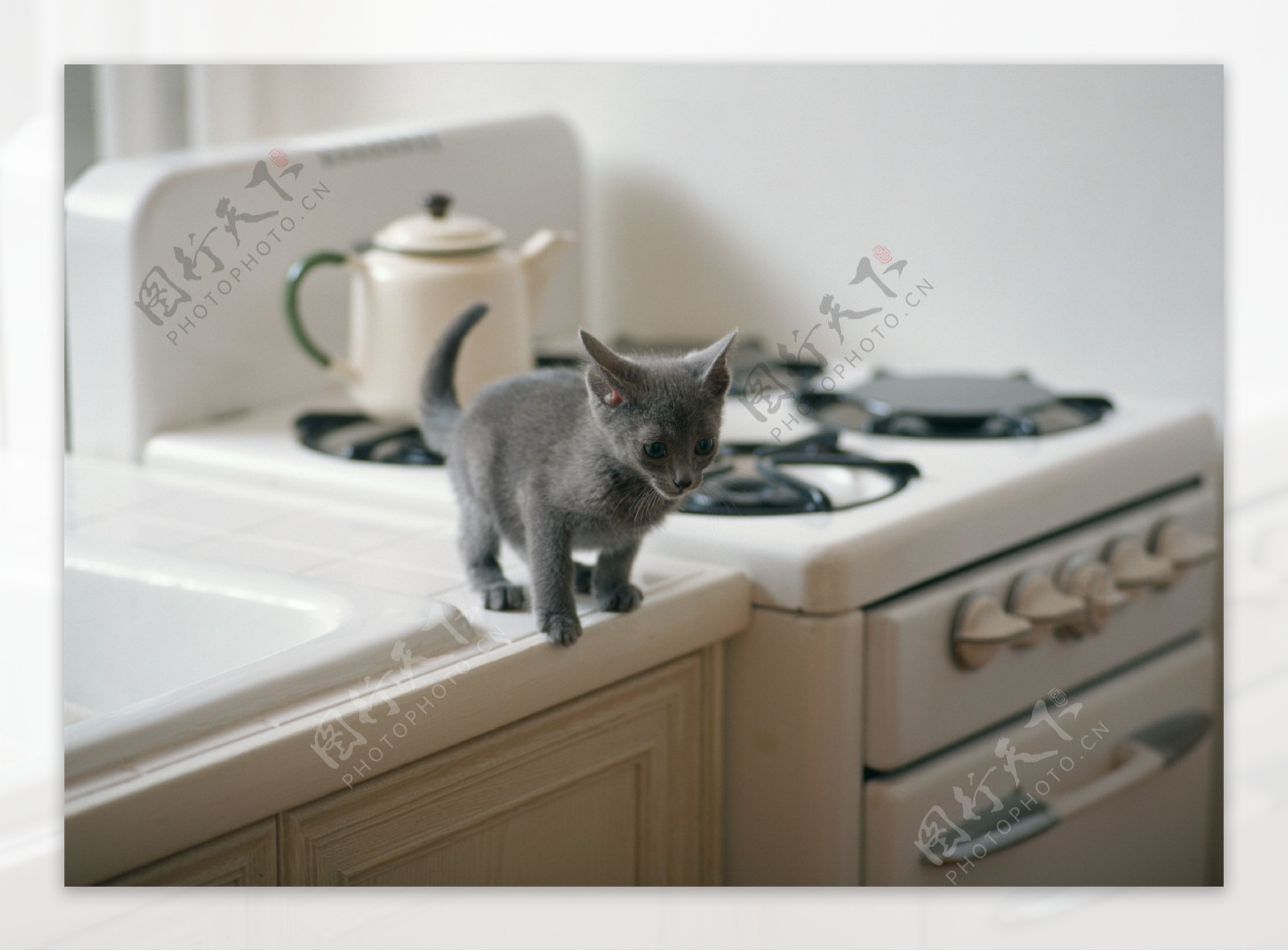 厨房里的小猫