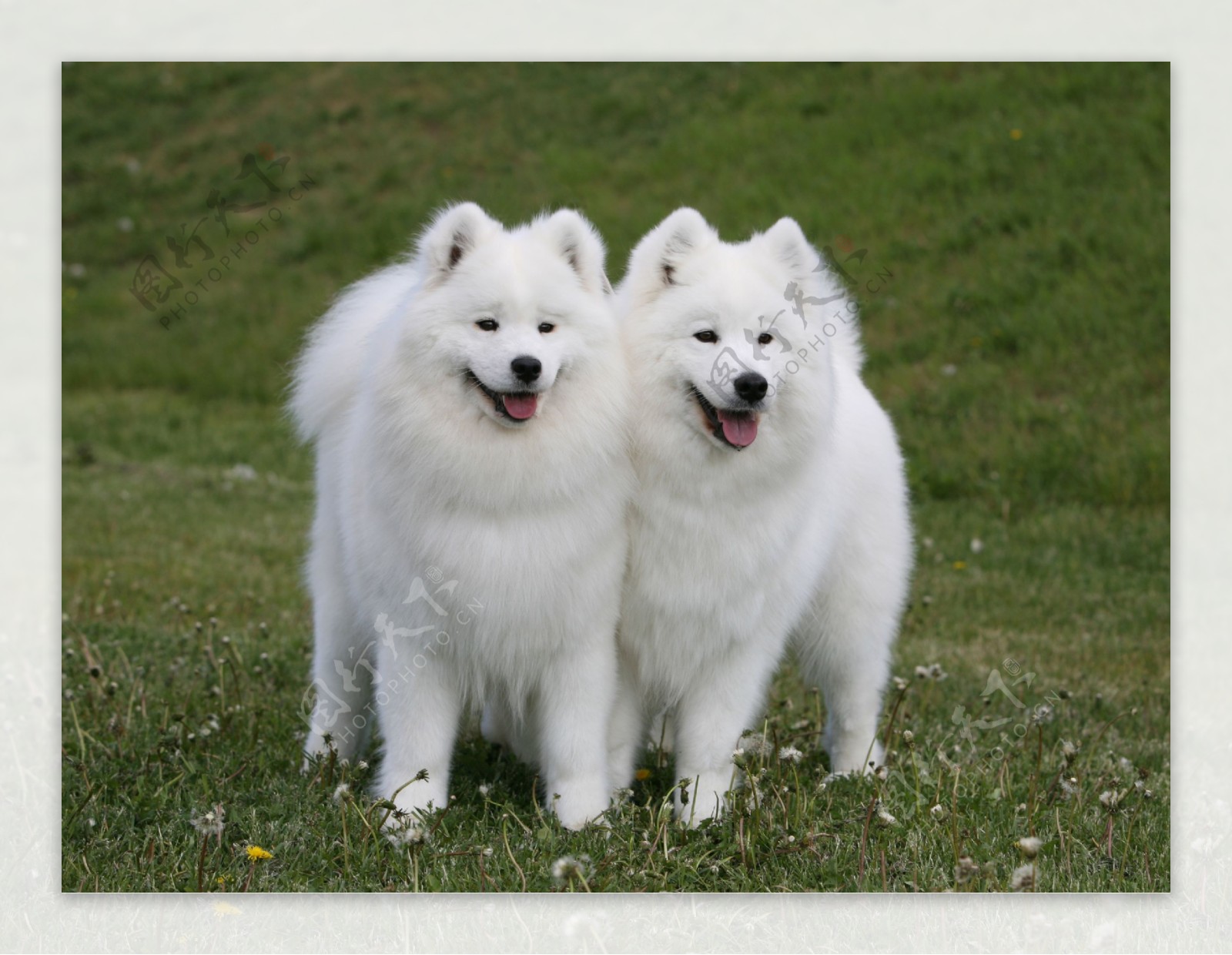 两只可爱的萨摩耶狗