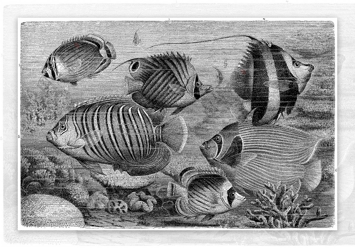 水生动物Fish鱼动物素描