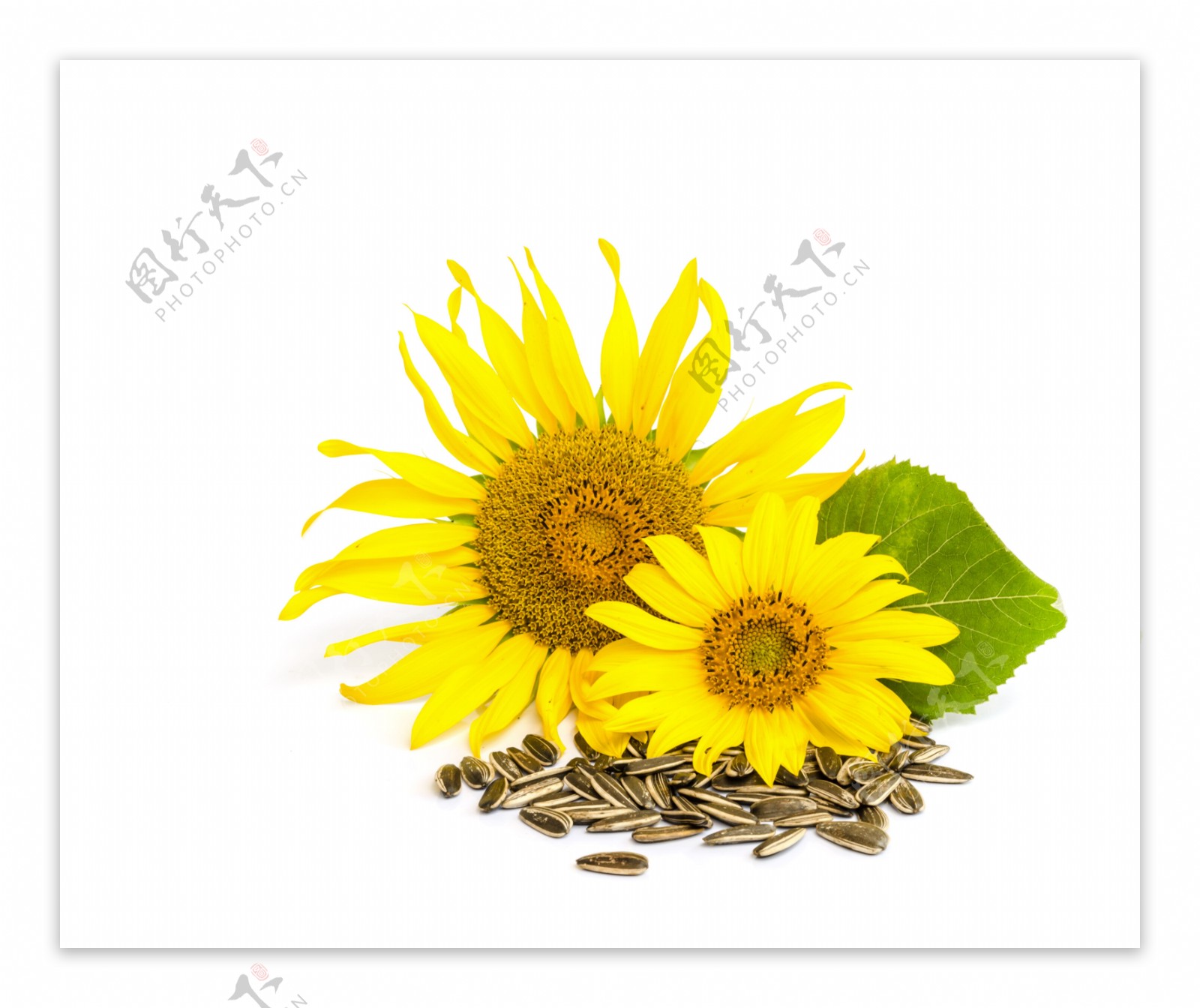 太阳花与葵花籽图片