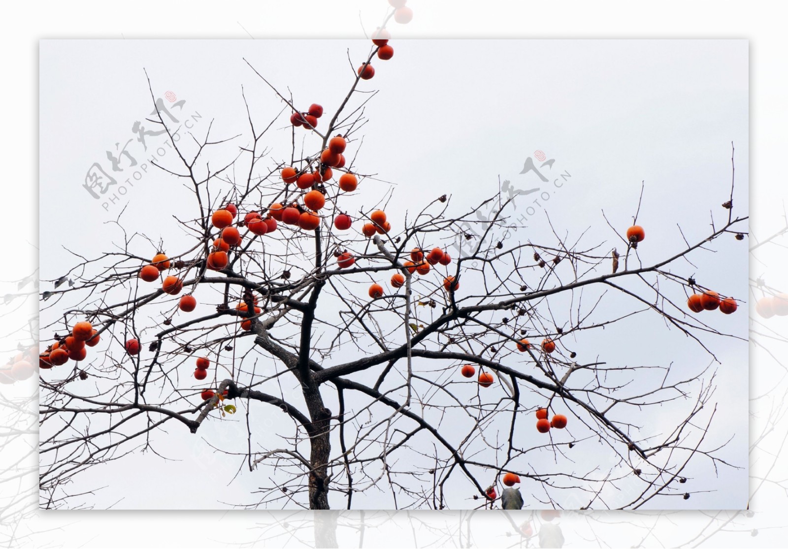 秋季柿子树图片