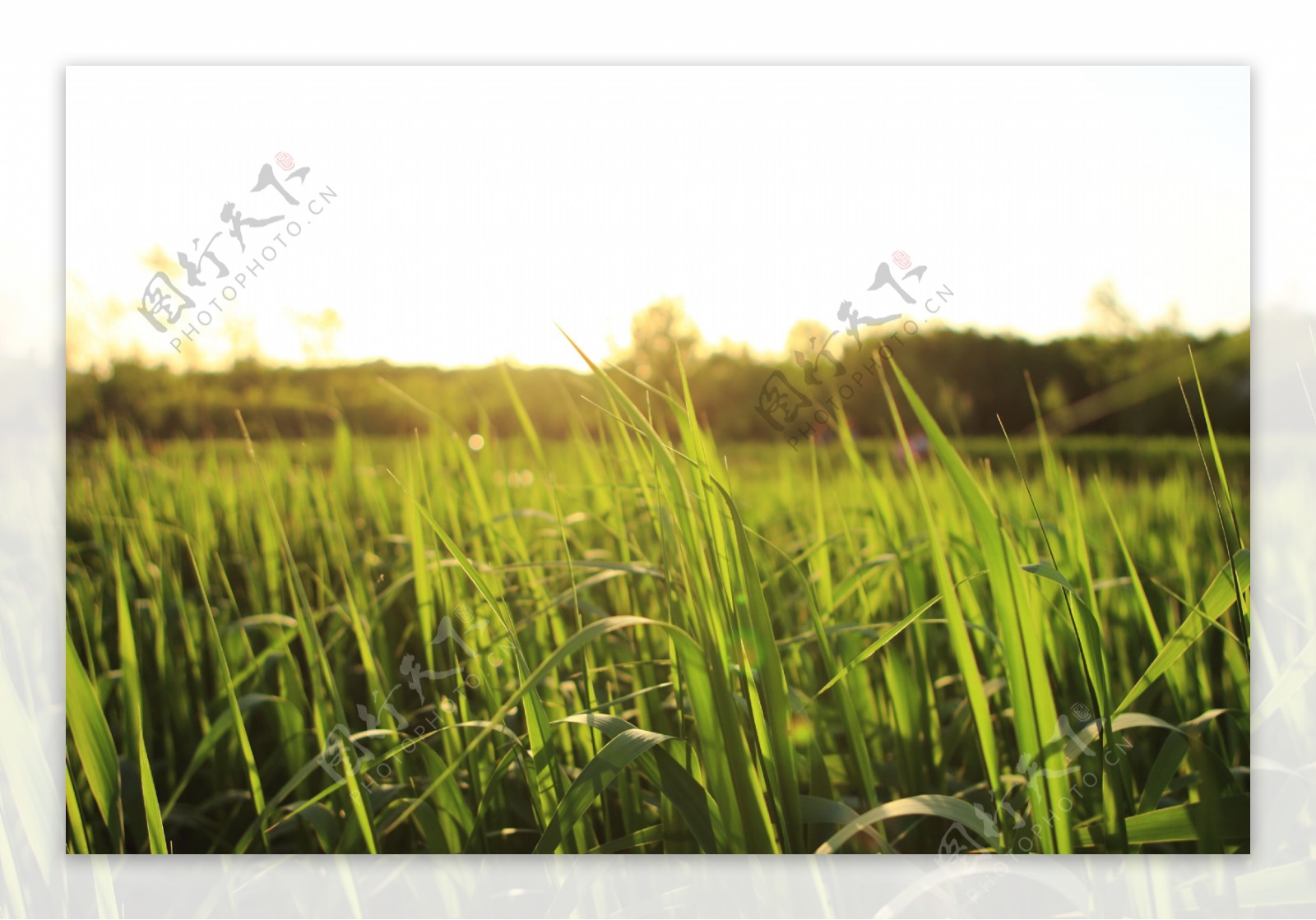 绿色禾苗水稻图片