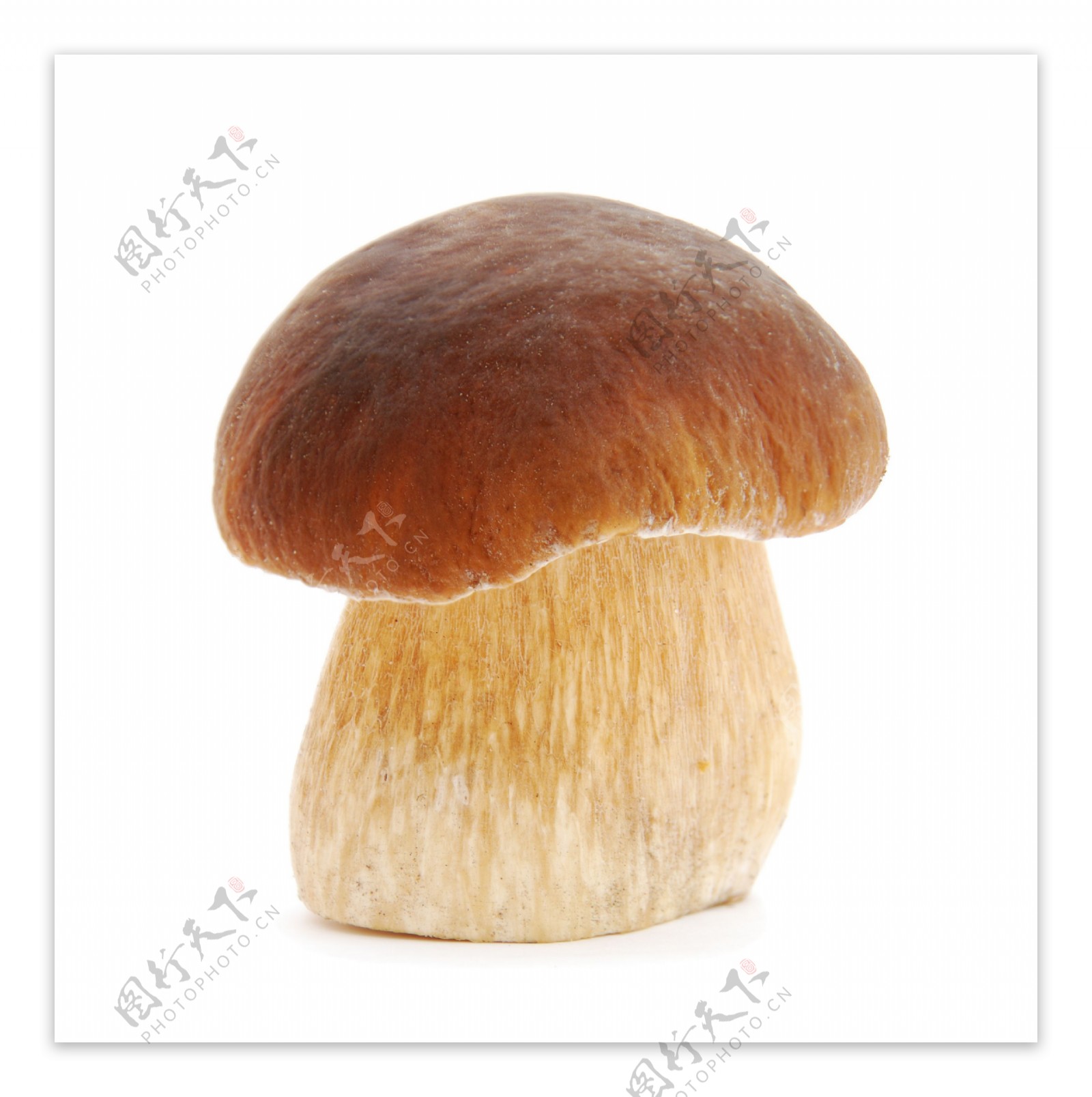 请问这种蘑菇叫什么名字_百度知道