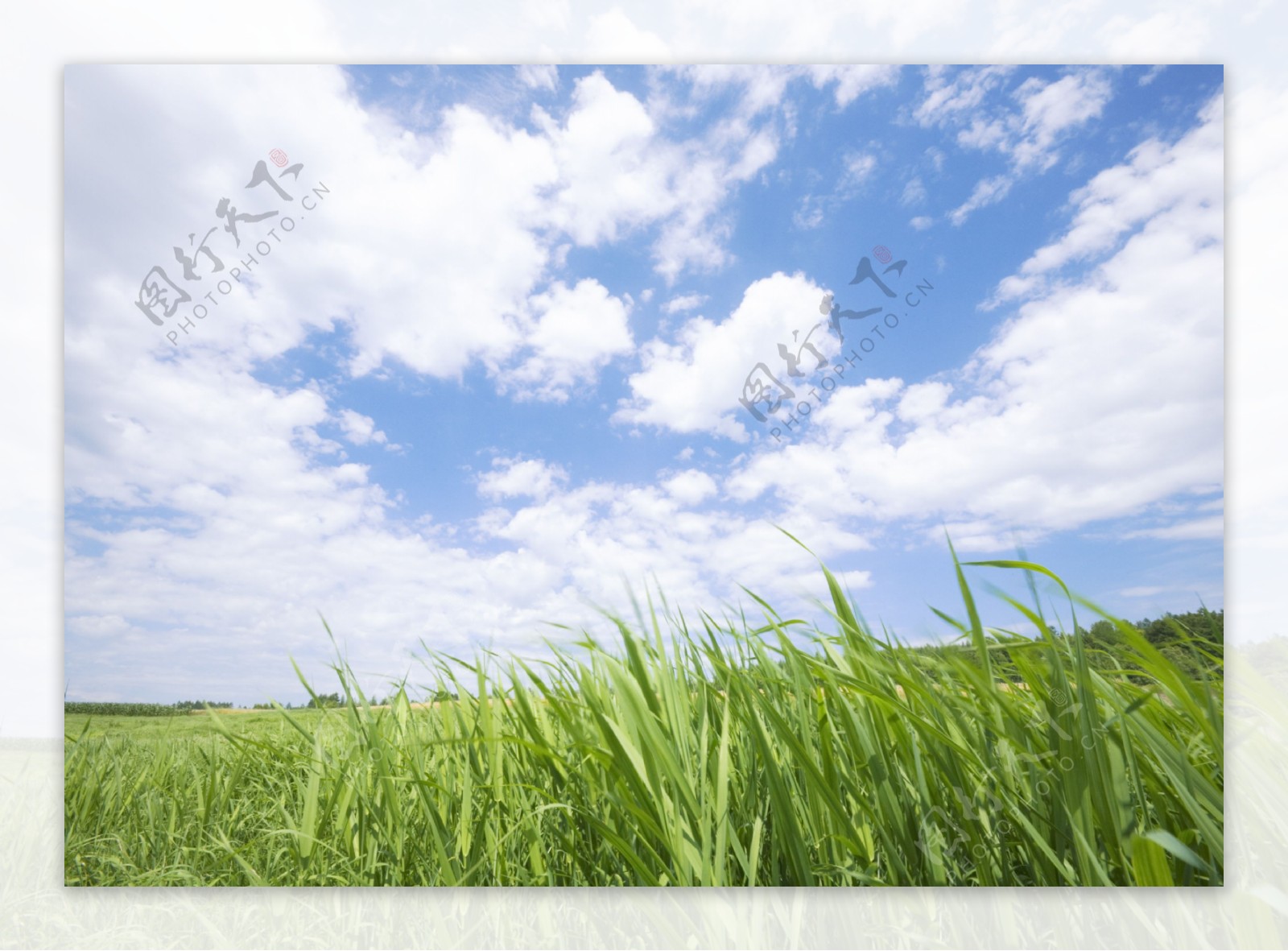 草原上的风景图片