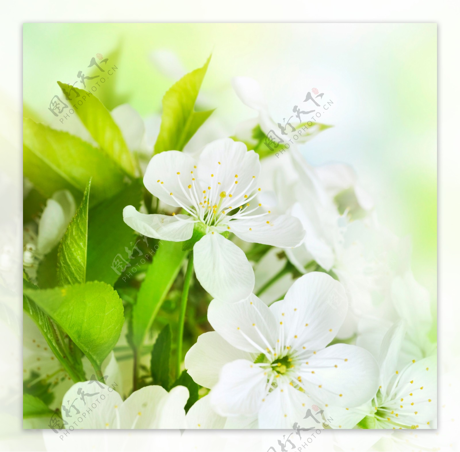 白色纯洁花朵