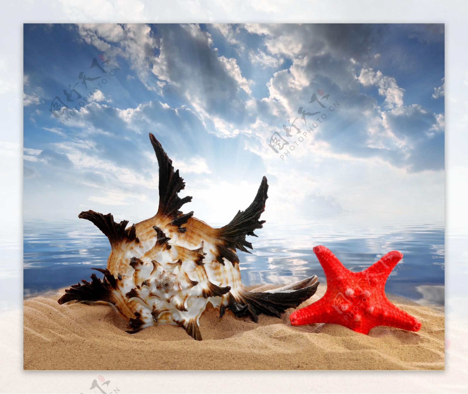 沙滩上的红色海星和海螺图片素材