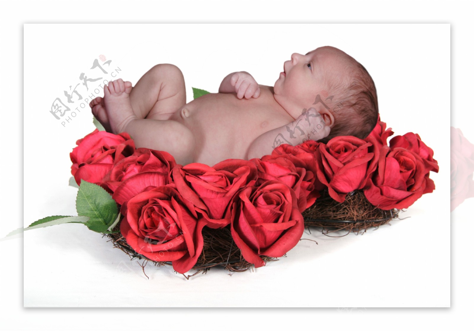 睡在玫瑰花巢上的可爱宝宝图片