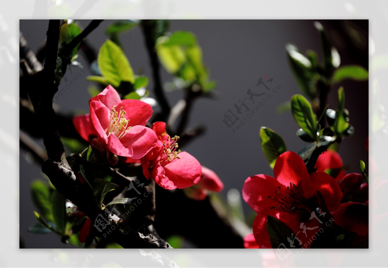 鲜艳红色海棠花图片