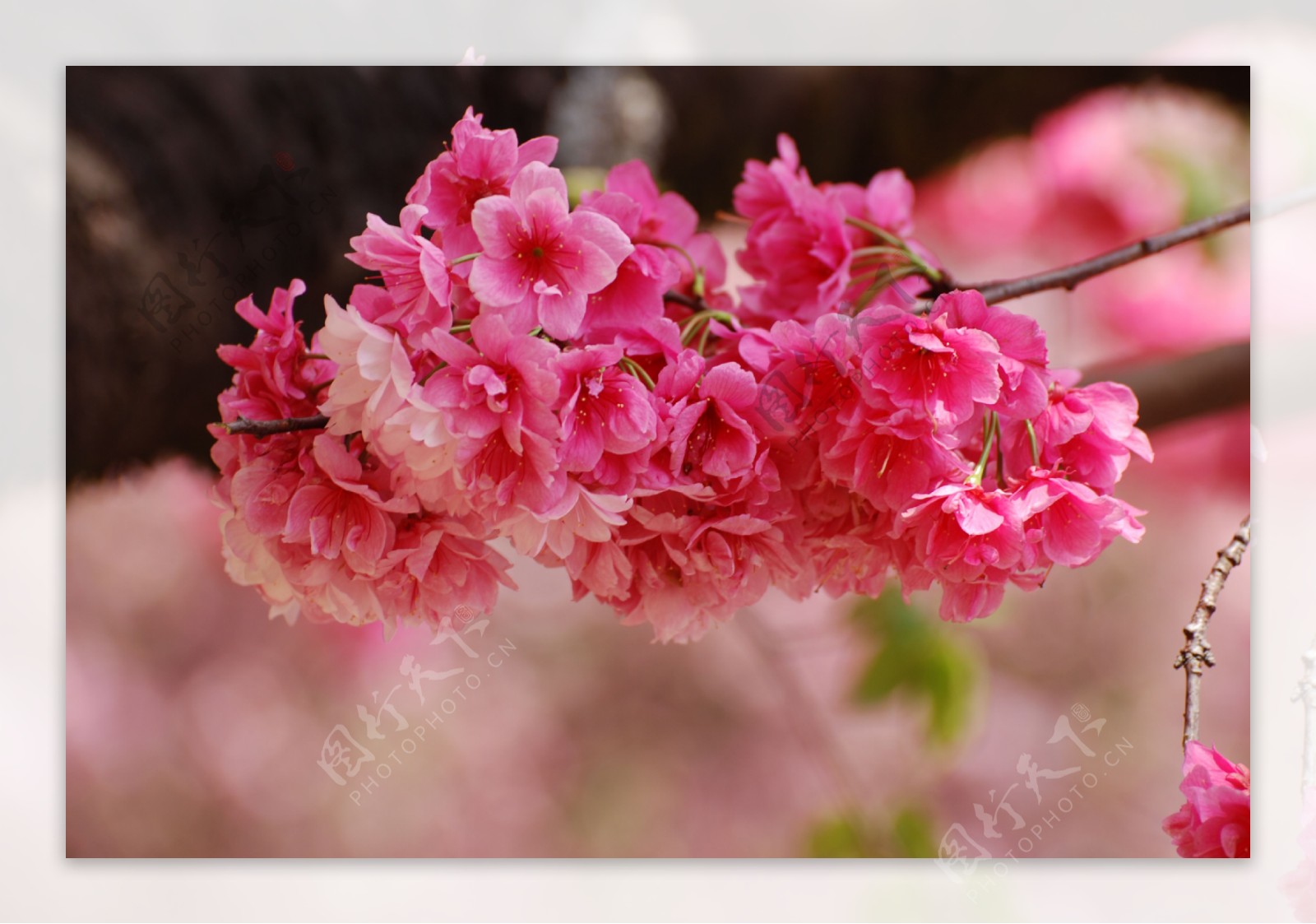 鲜艳樱花图片