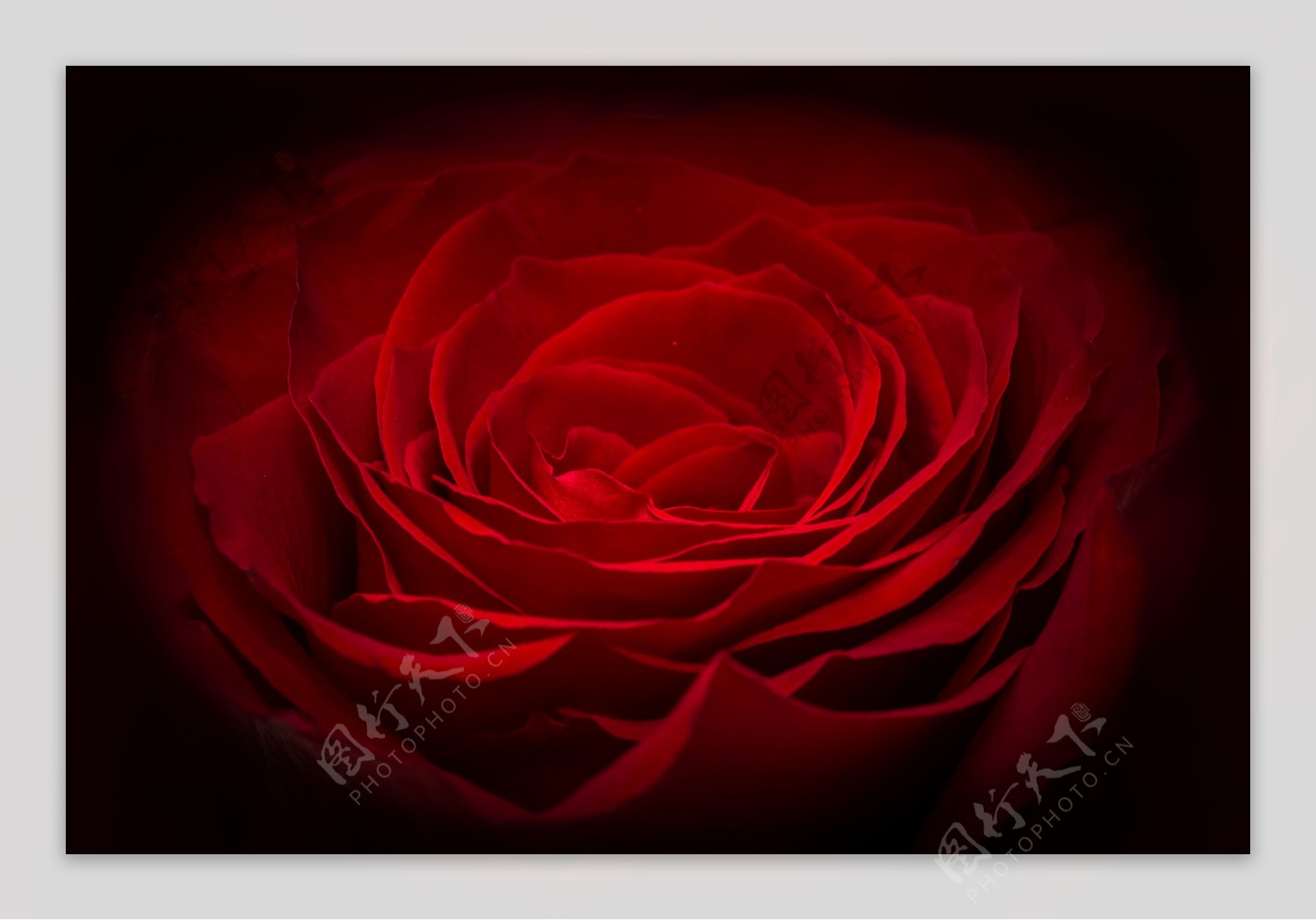 红玫瑰花图片