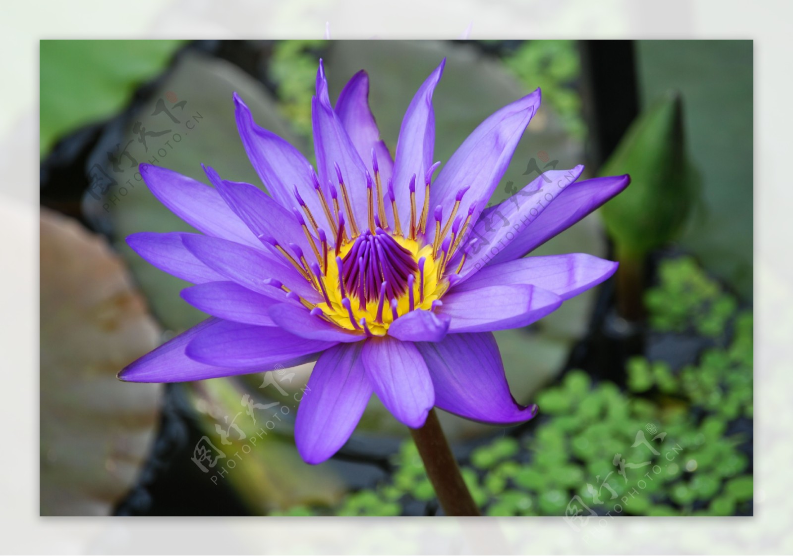 紫色莲花高清图片