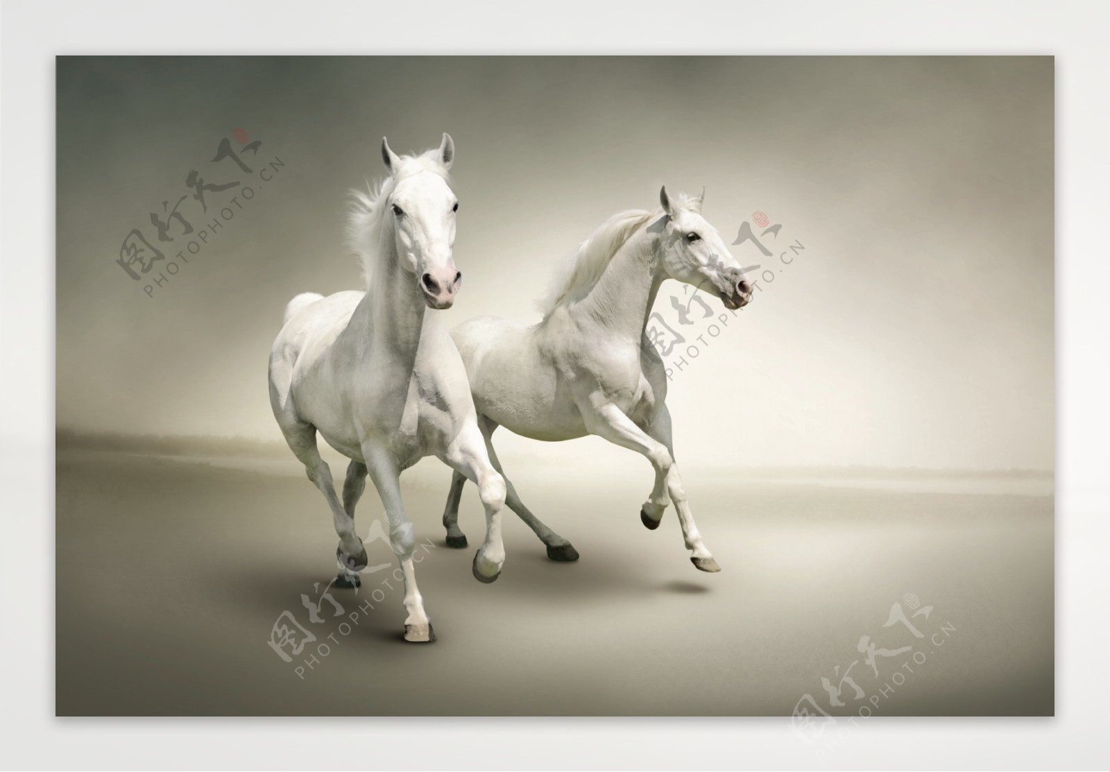 奔跑的白马图片素材白马的图片