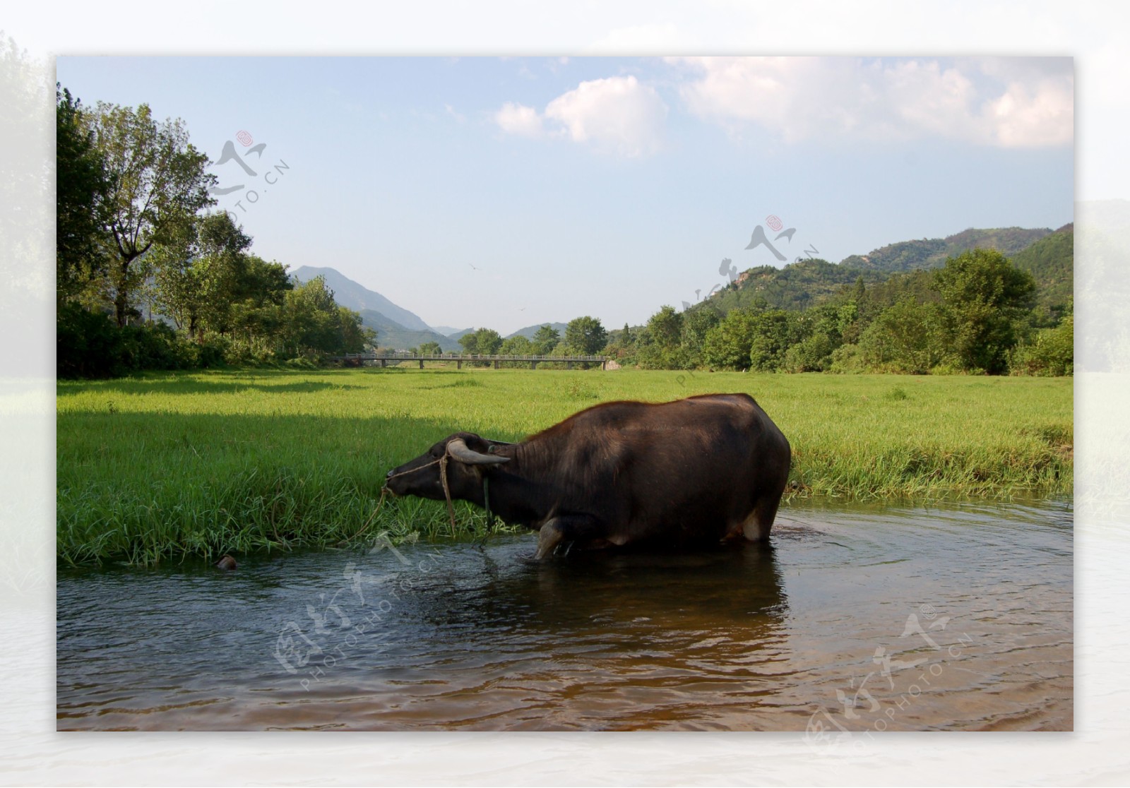 大水牛图片在河水里的水牛养殖图片素材下载