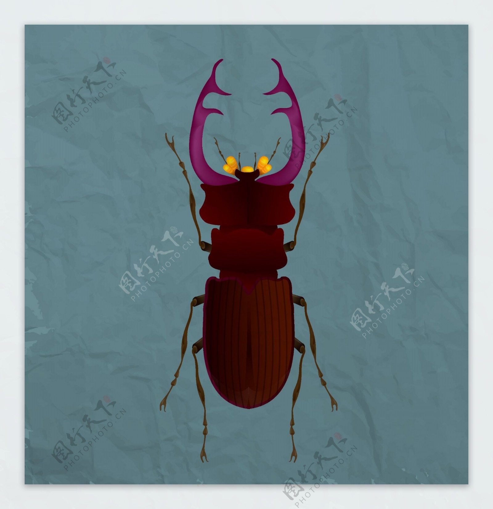 扁平甲虫