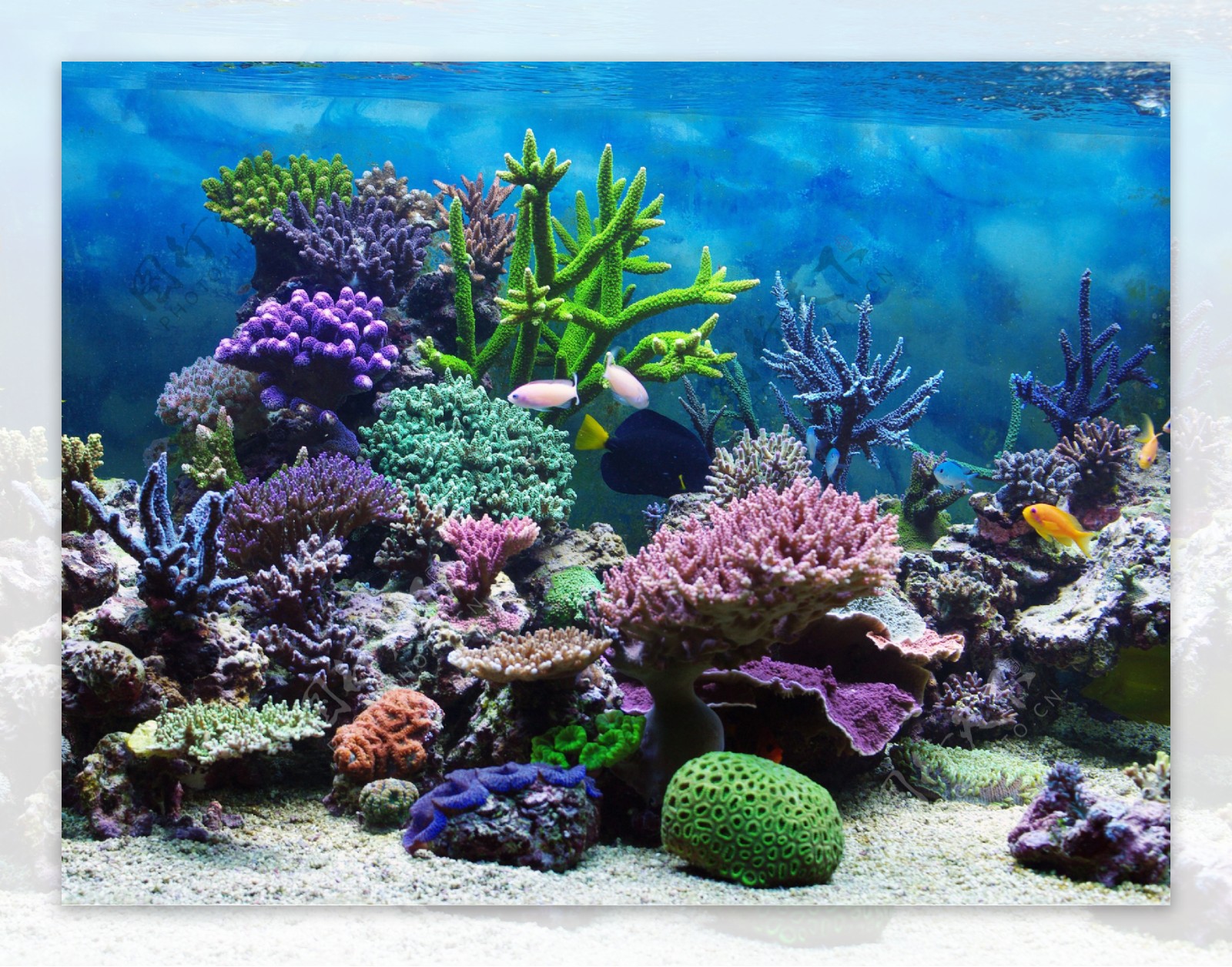 海底彩色珊瑚风景图片
