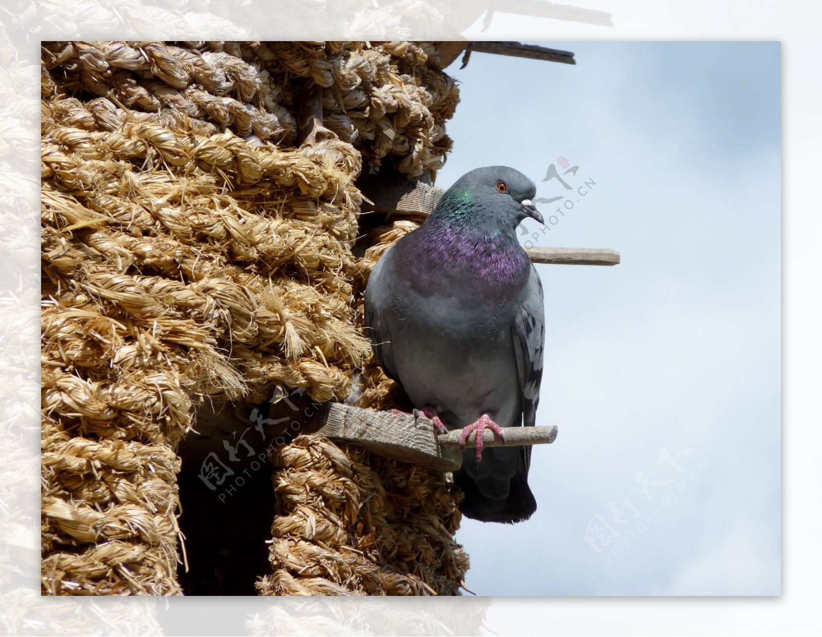 高清鸽子的鸟巢图片