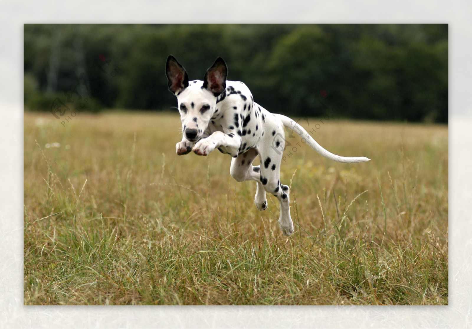 草地上快速奔跑的斑点狗