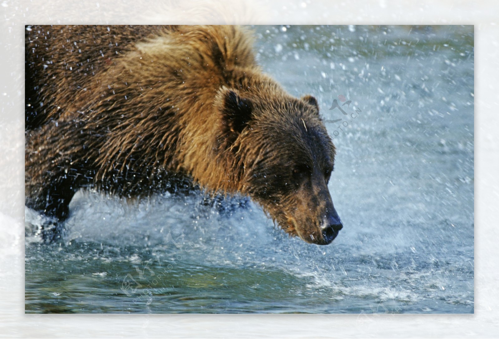 在水里玩耍的熊