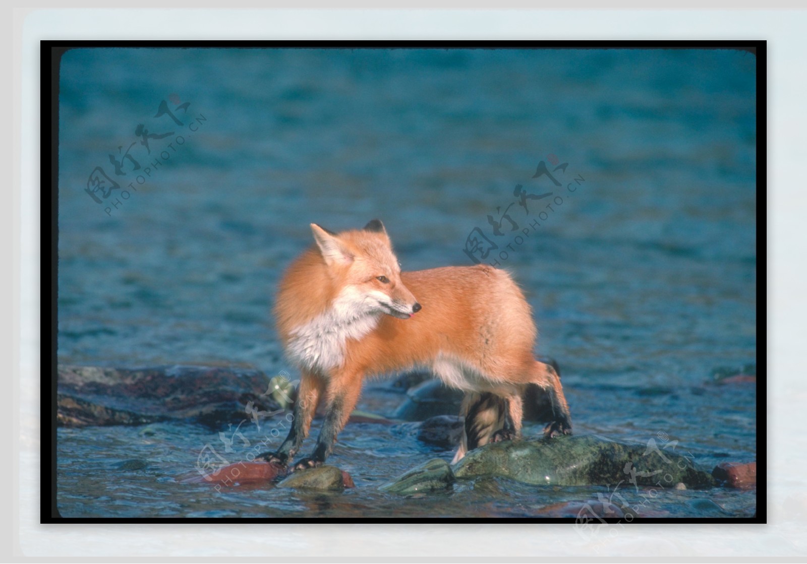海边的狐狸摄影