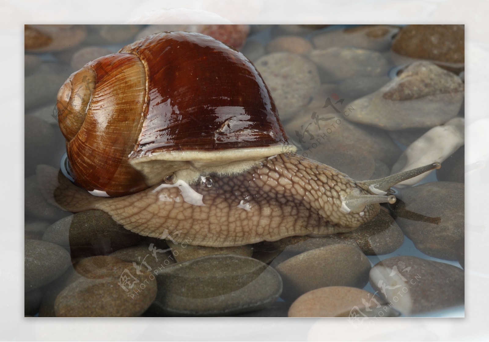 水里的蜗牛