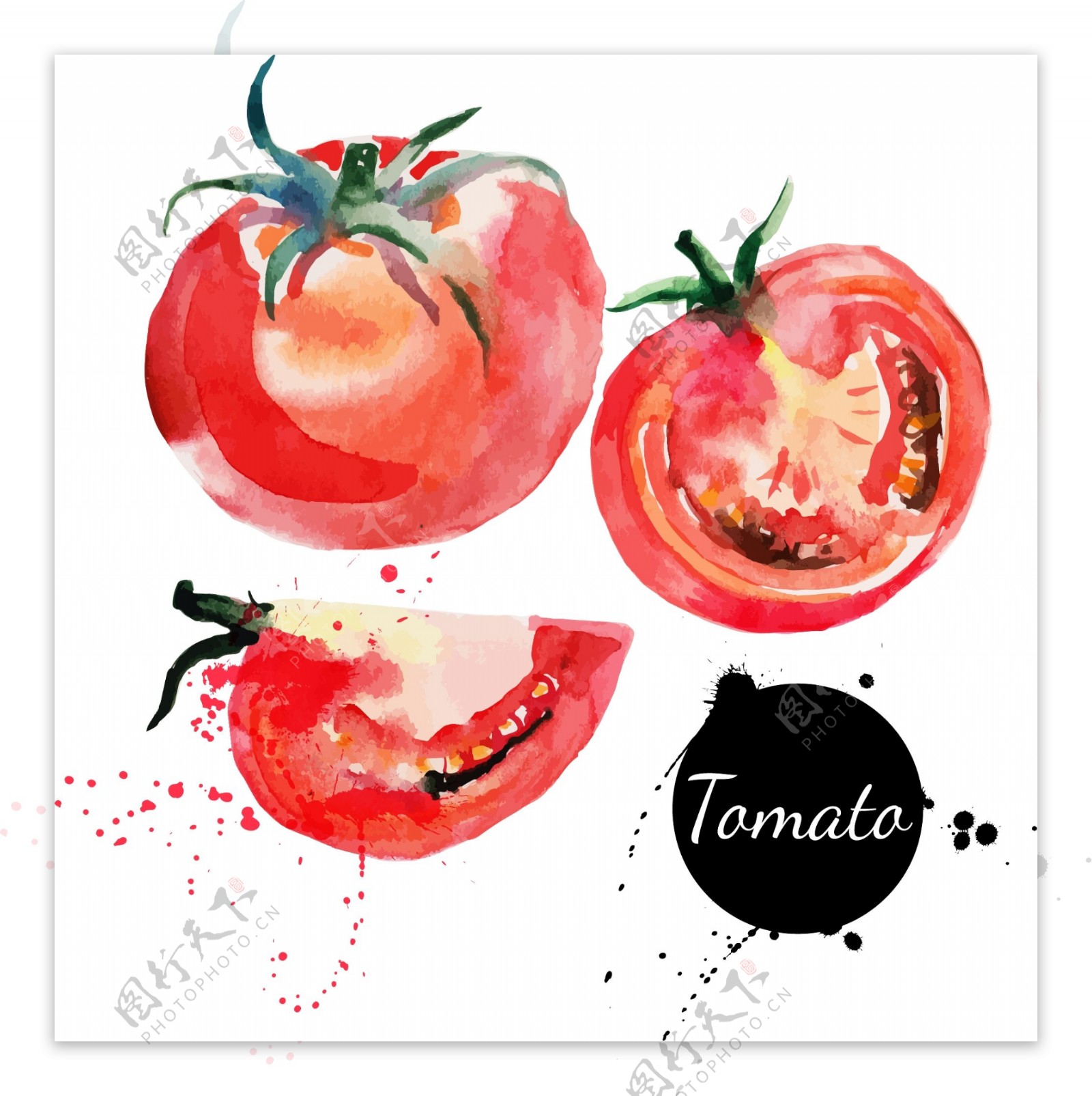 水彩手绘矢量西红柿番茄