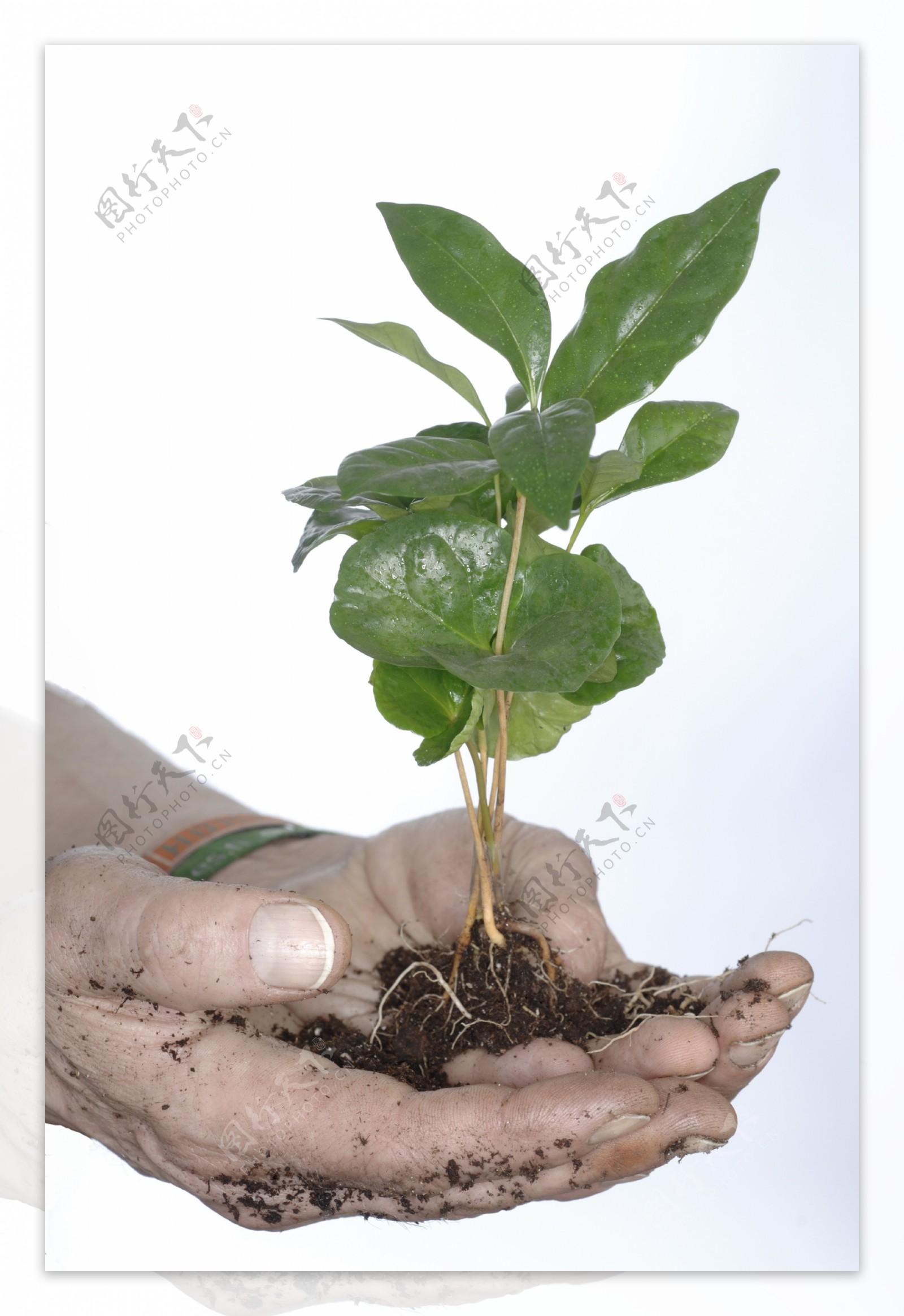 双手捧着的咖啡豆树苗摄影图片