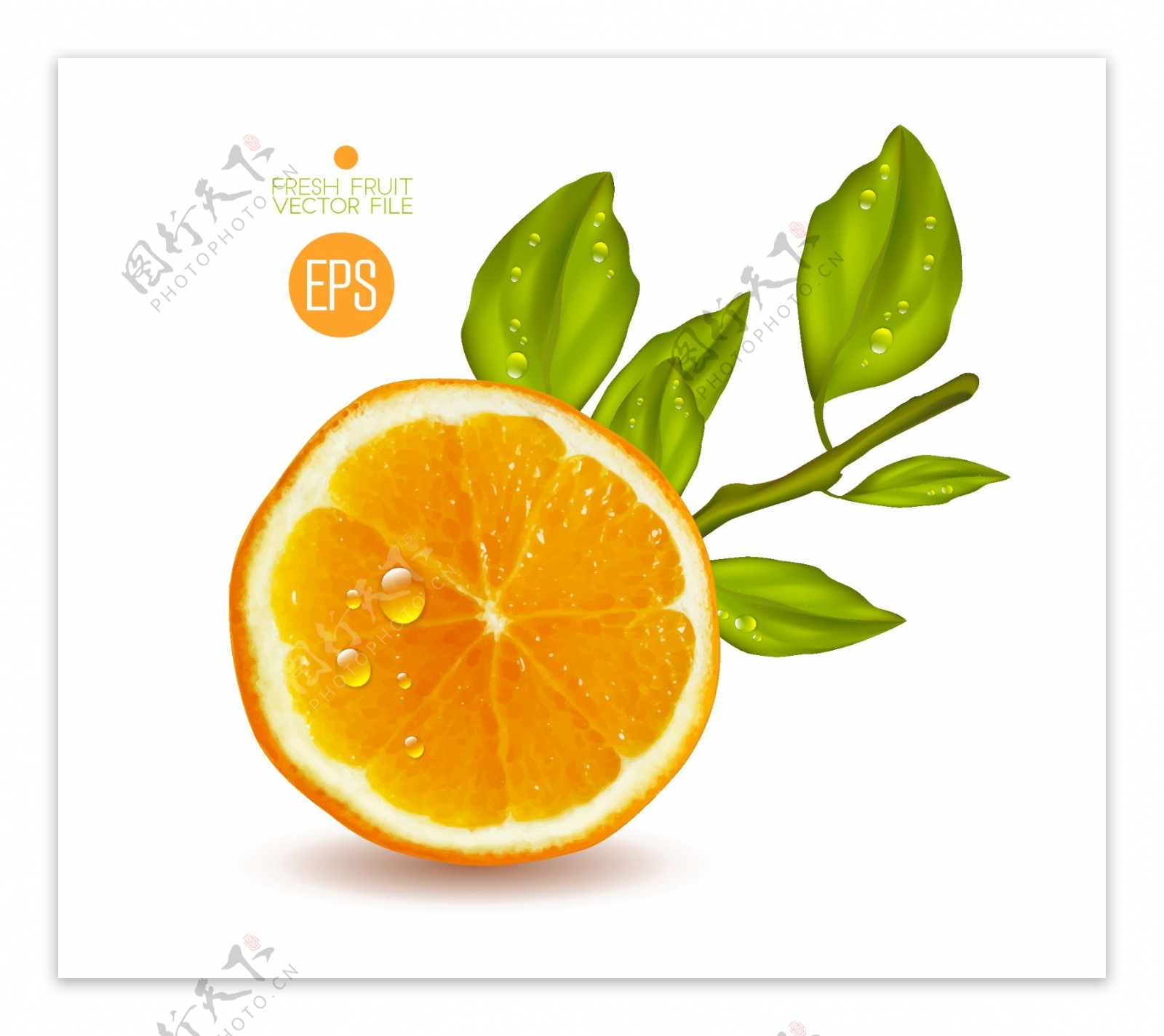 美味切开的橙子矢量素材图片
