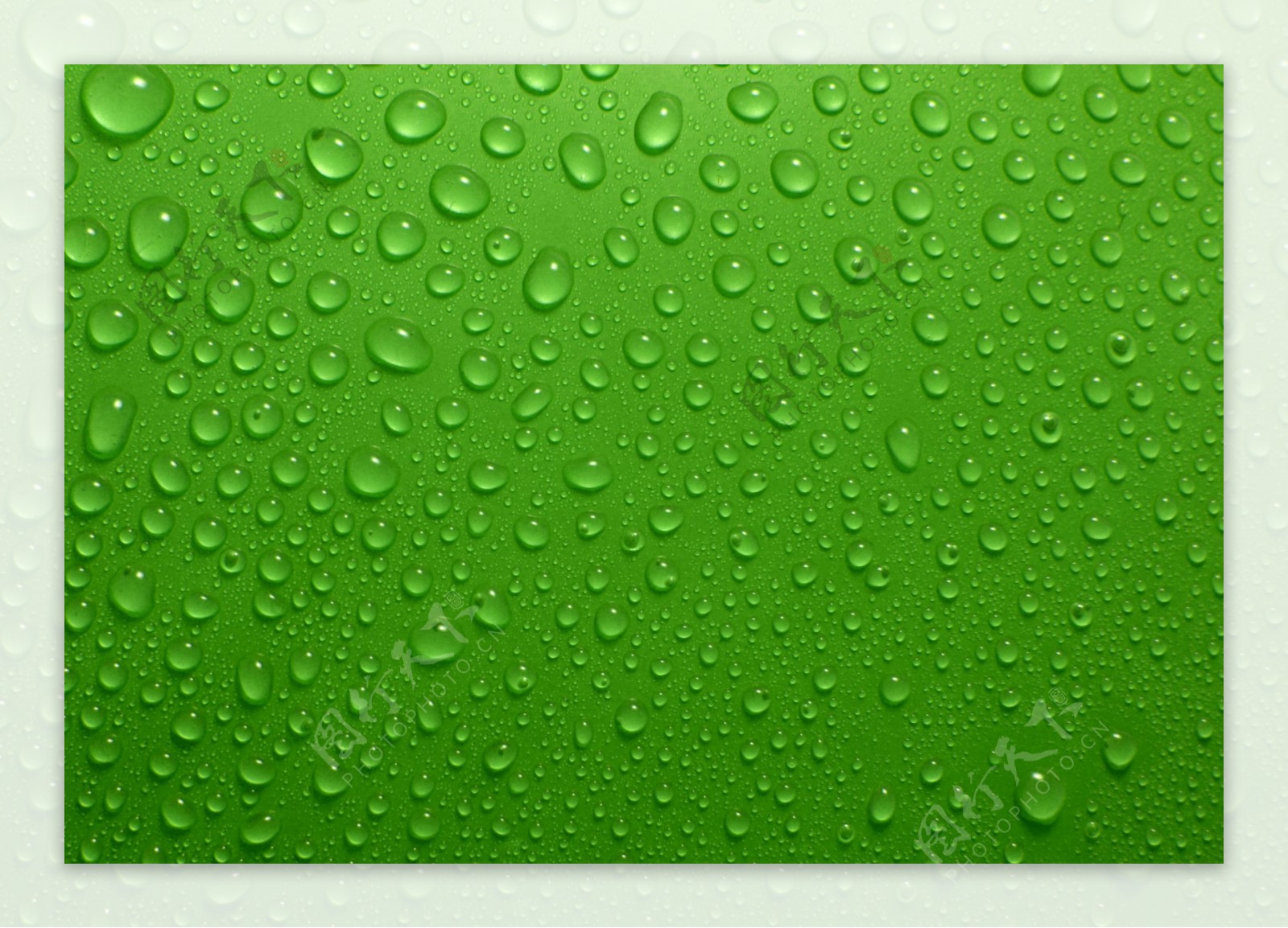绿色背景上的水珠高清摄影图片
