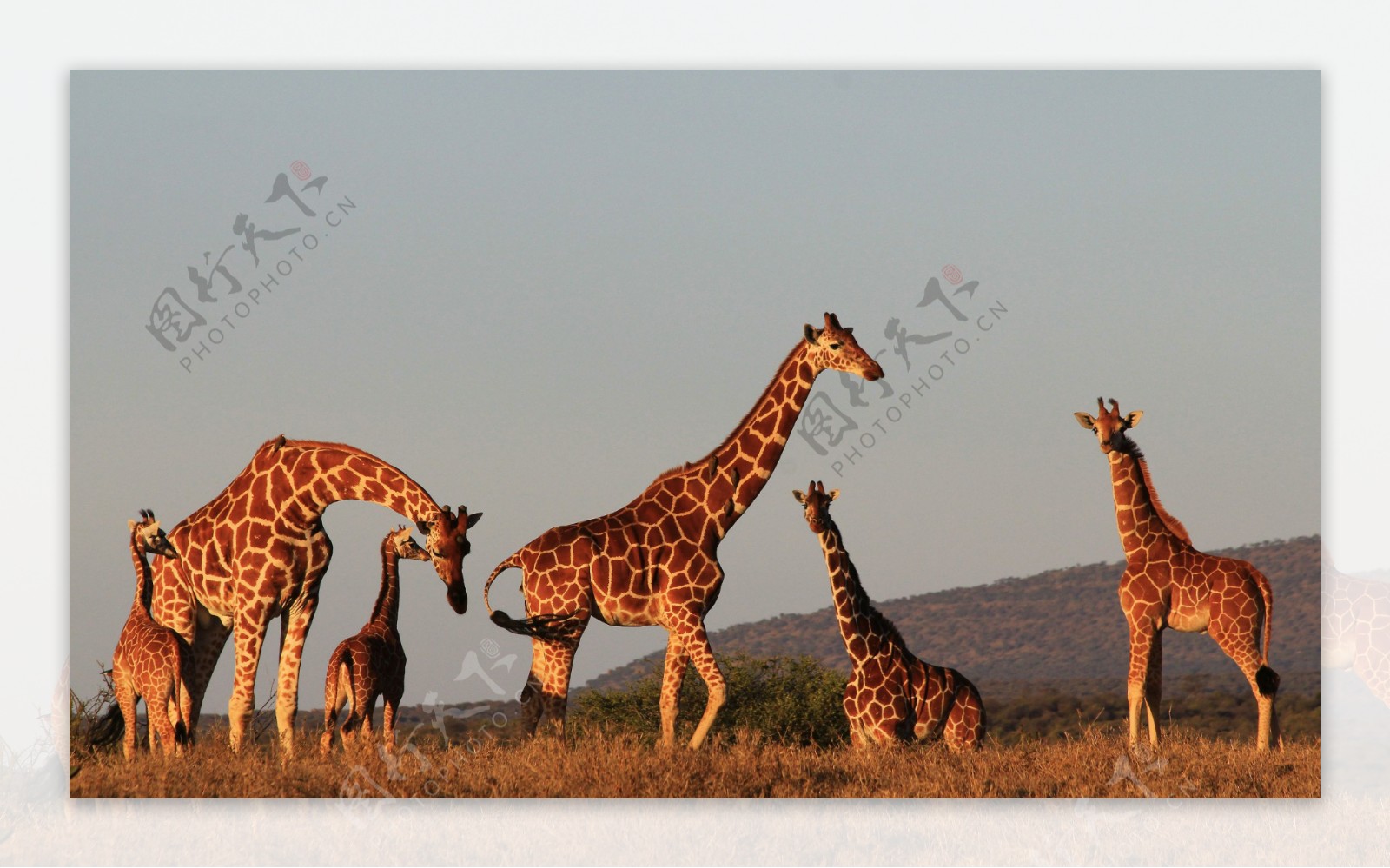 非洲草原上的长颈鹿群