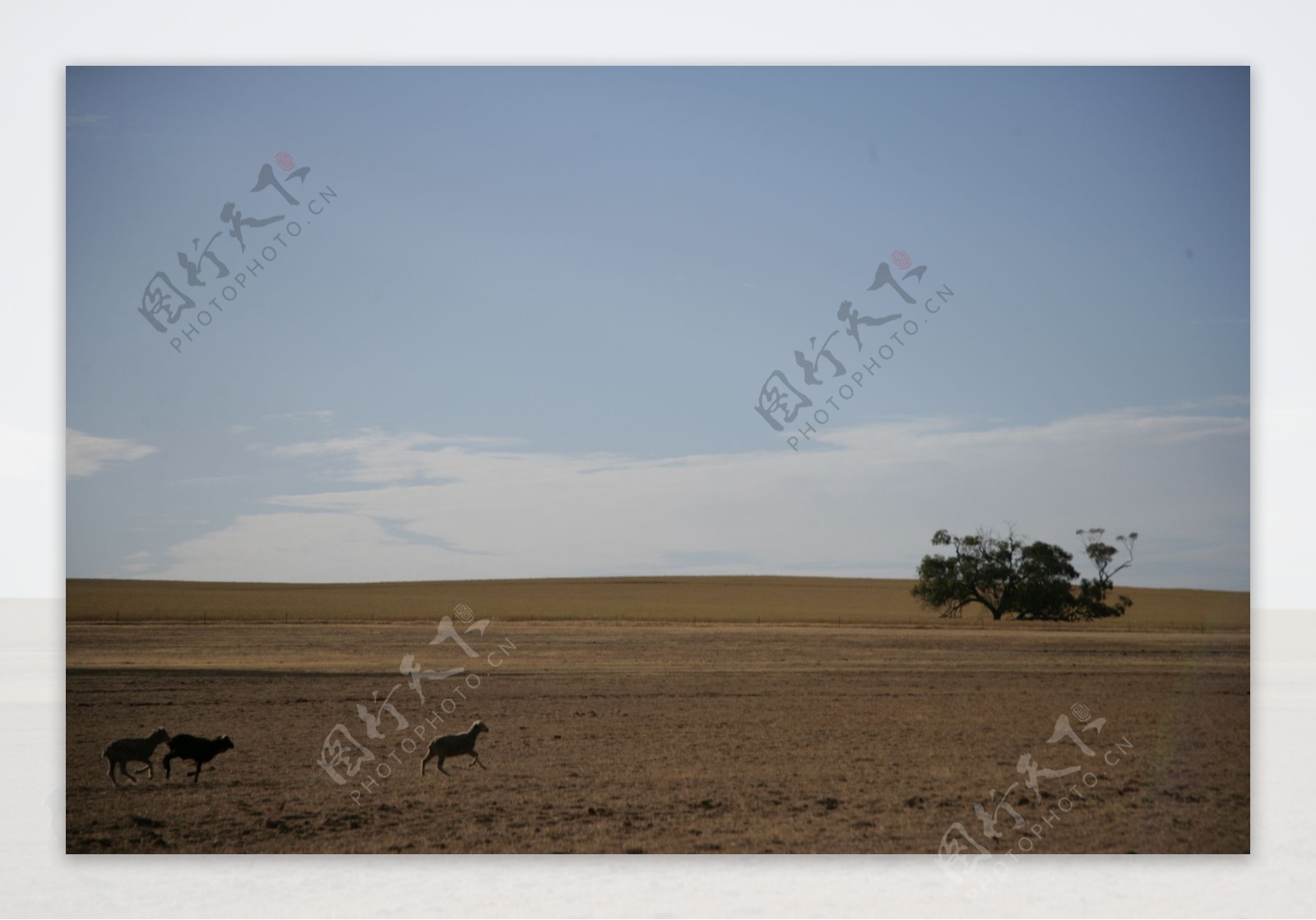 澳洲大草原图片