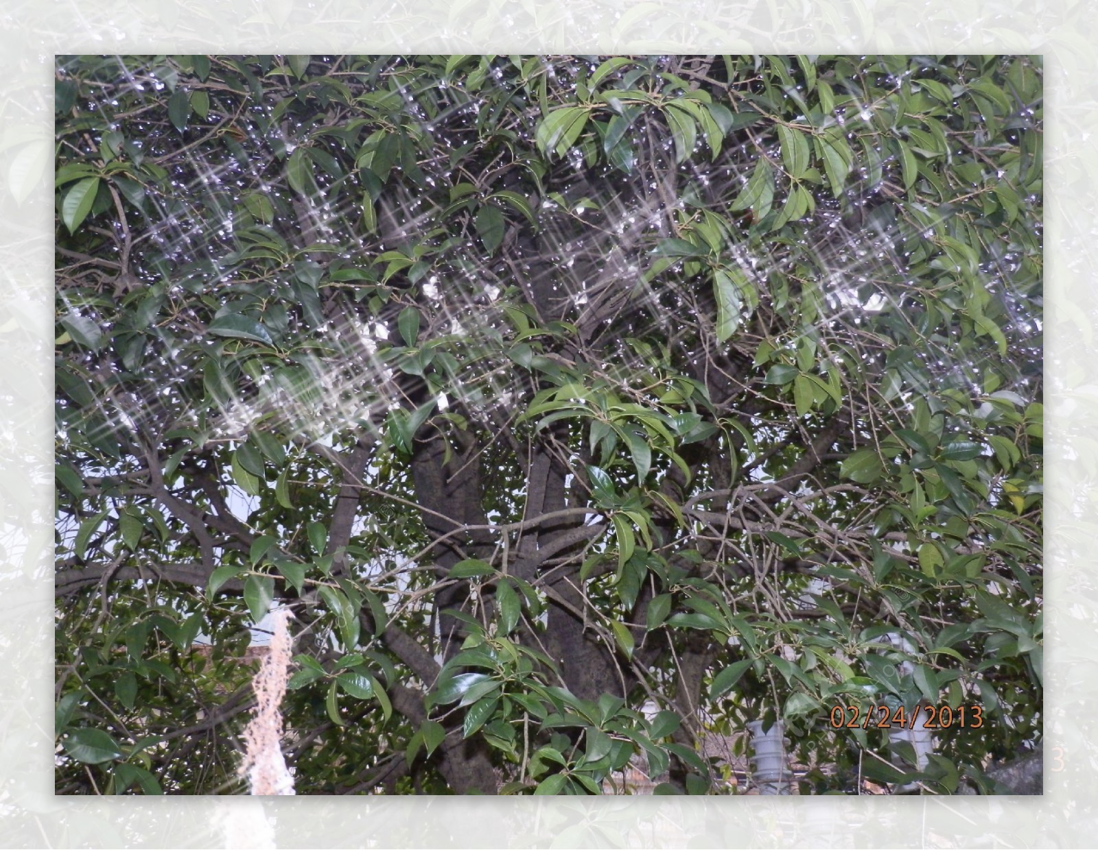 桂花树图片