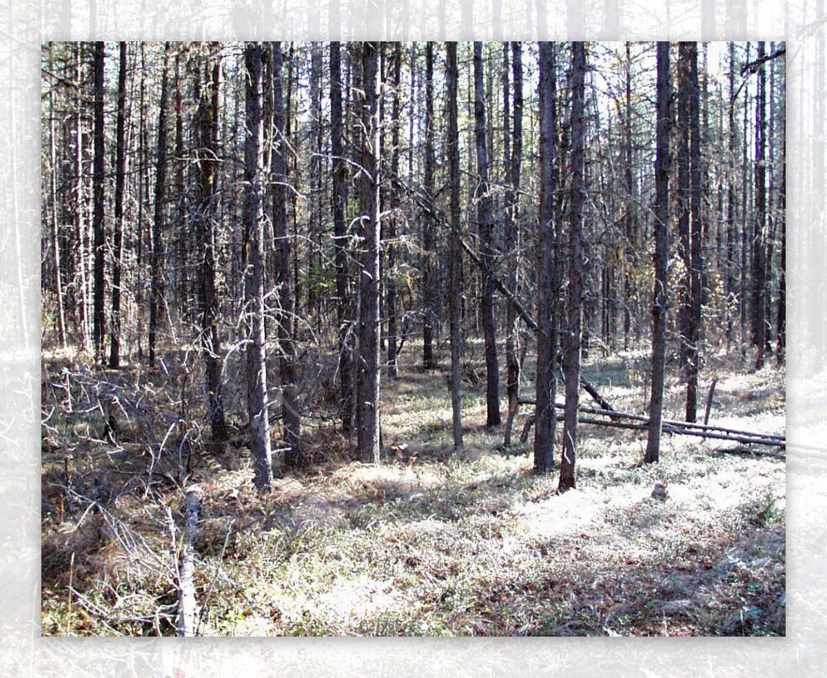 山区草木自然风景贴图素材JPG0223
