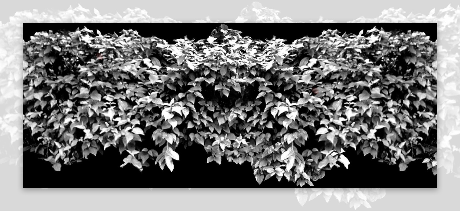 植物贴图素材建筑装饰JPG1725