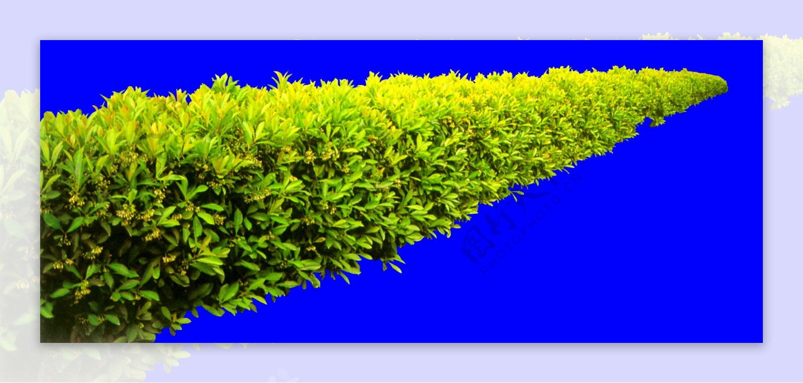 灌木植物贴图素材建筑装饰JPG1961