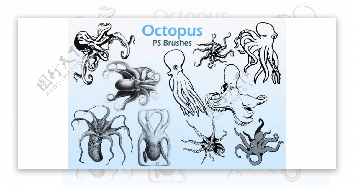 20中章鱼和乌贼等海洋生物PS笔刷