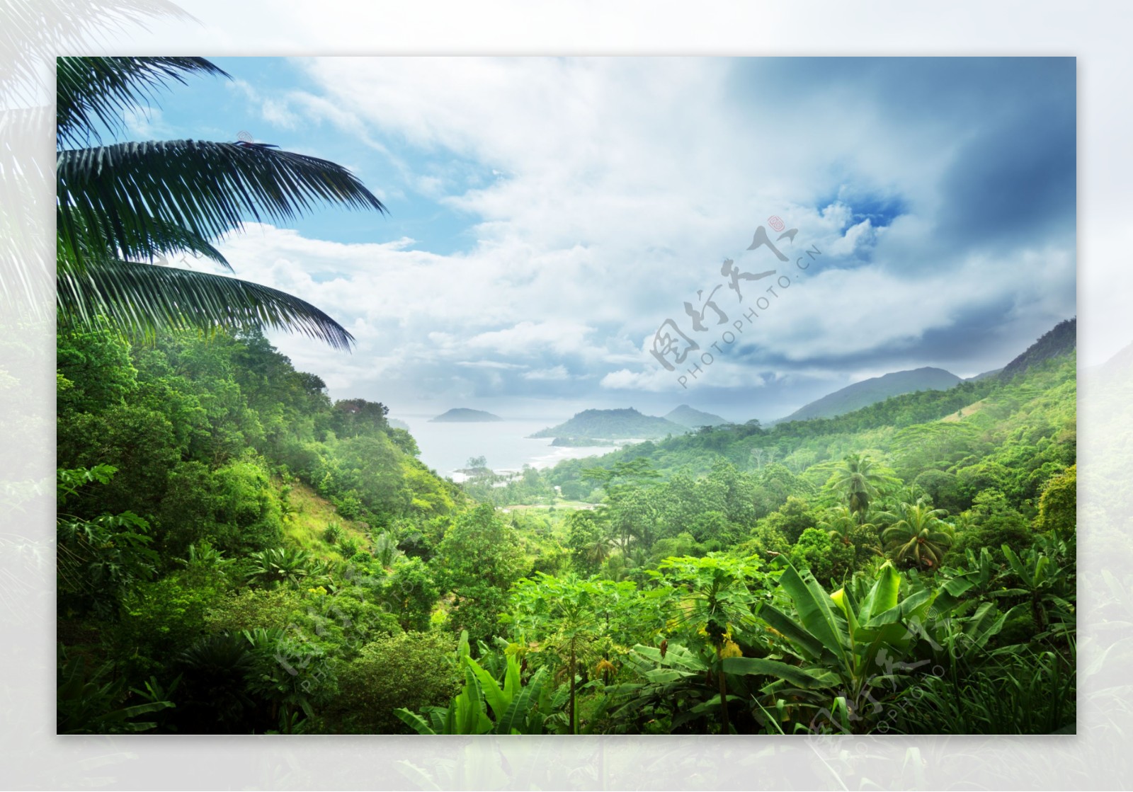 热带雨林风景图片