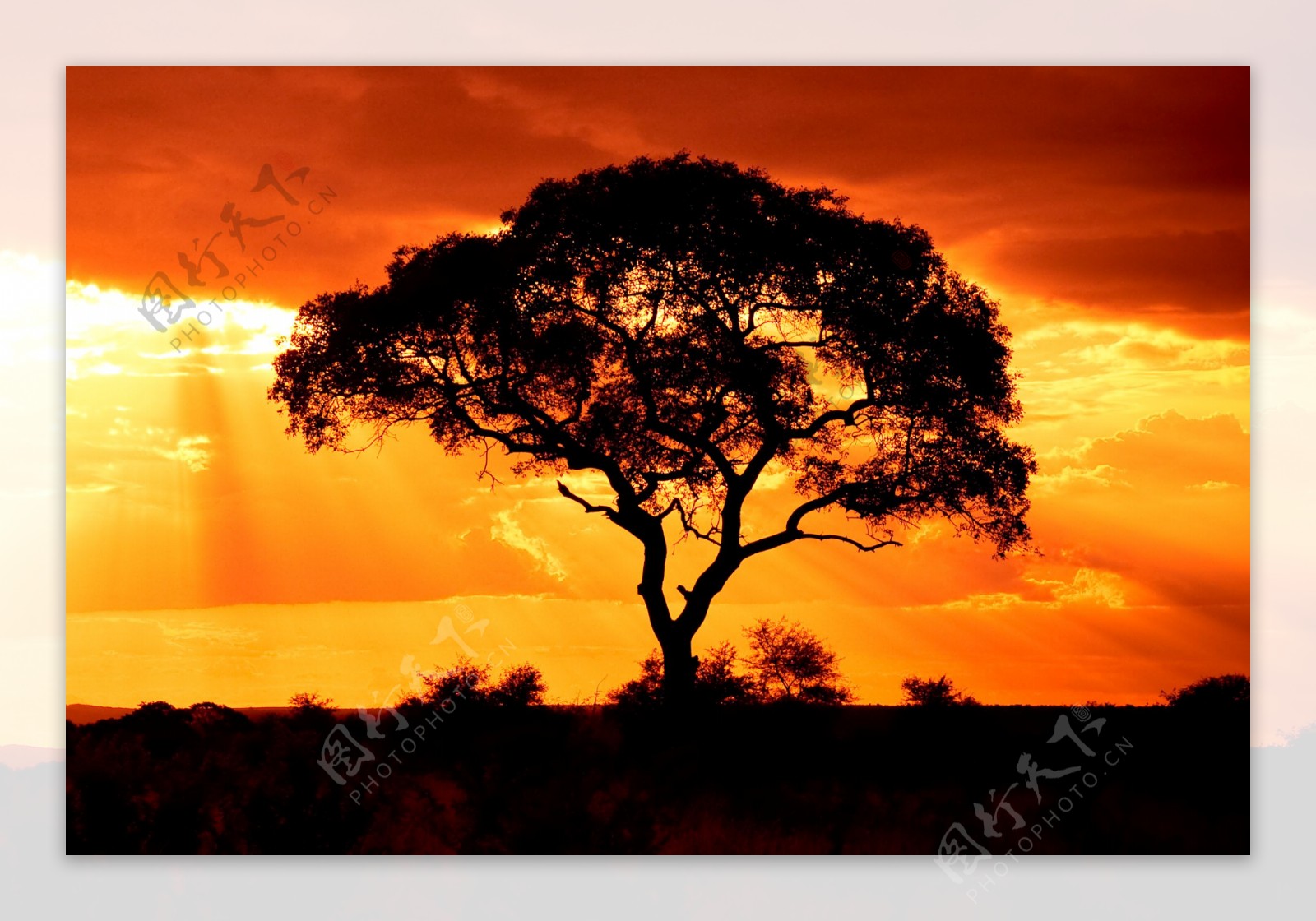 夕阳下的树木风景图片