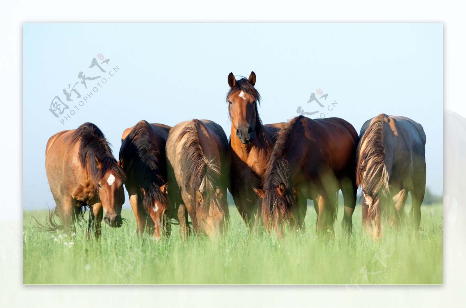草原上的马匹