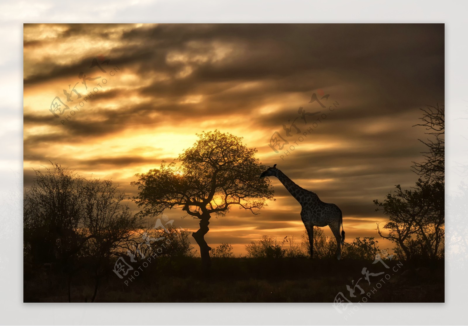 黄昏草原上的长颈鹿