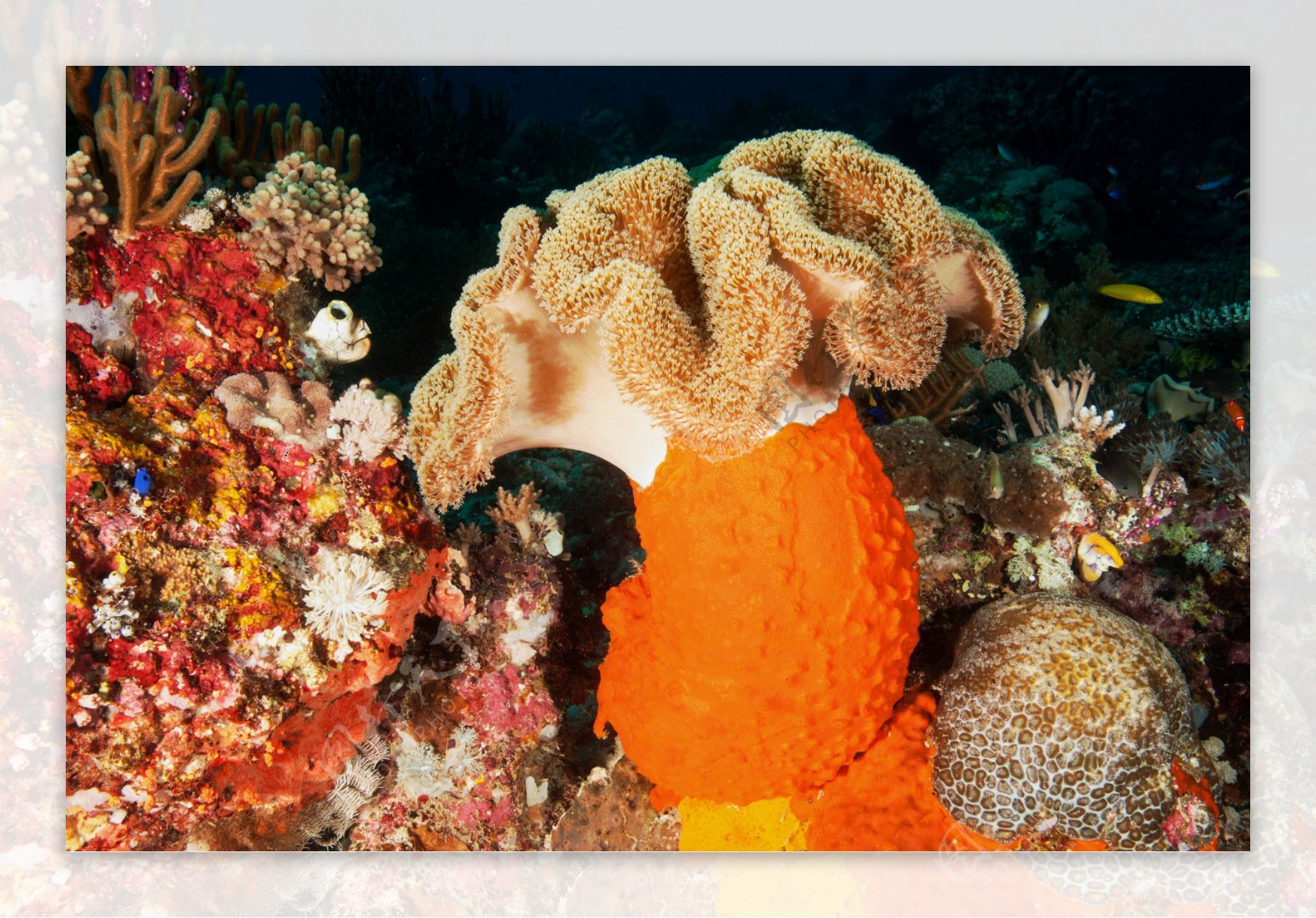 海底生物摄影