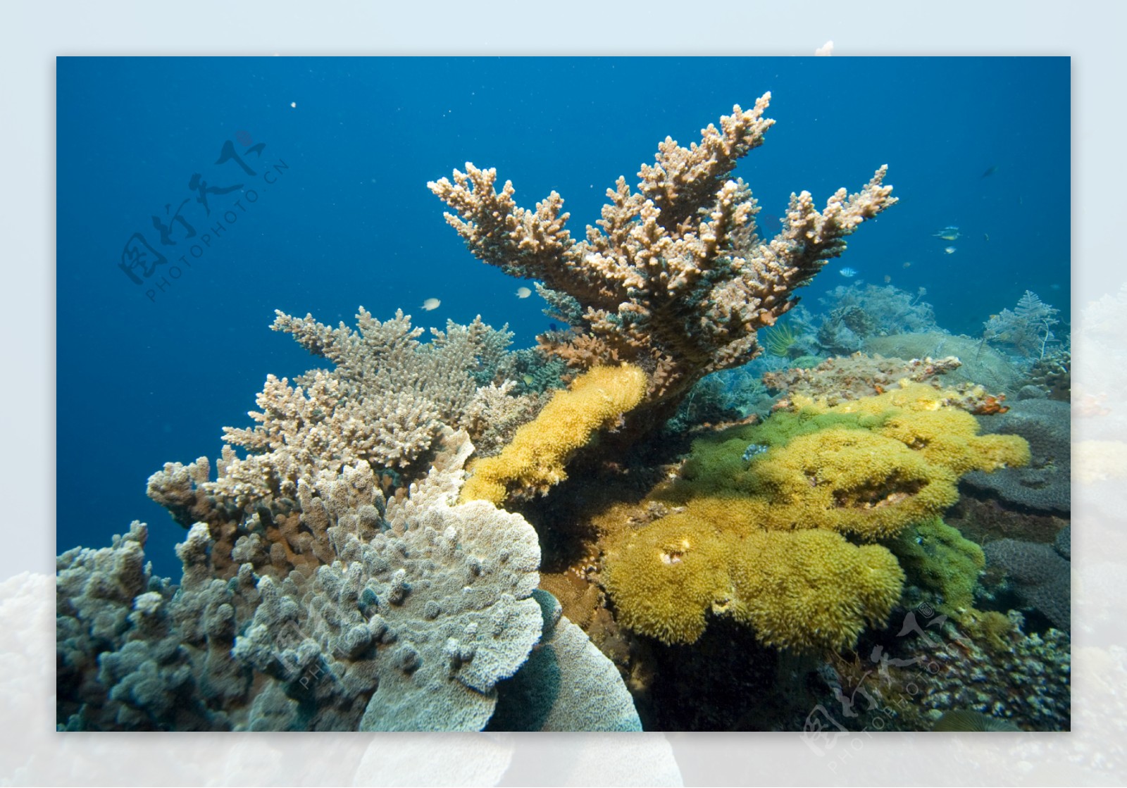 形态各异的珊瑚