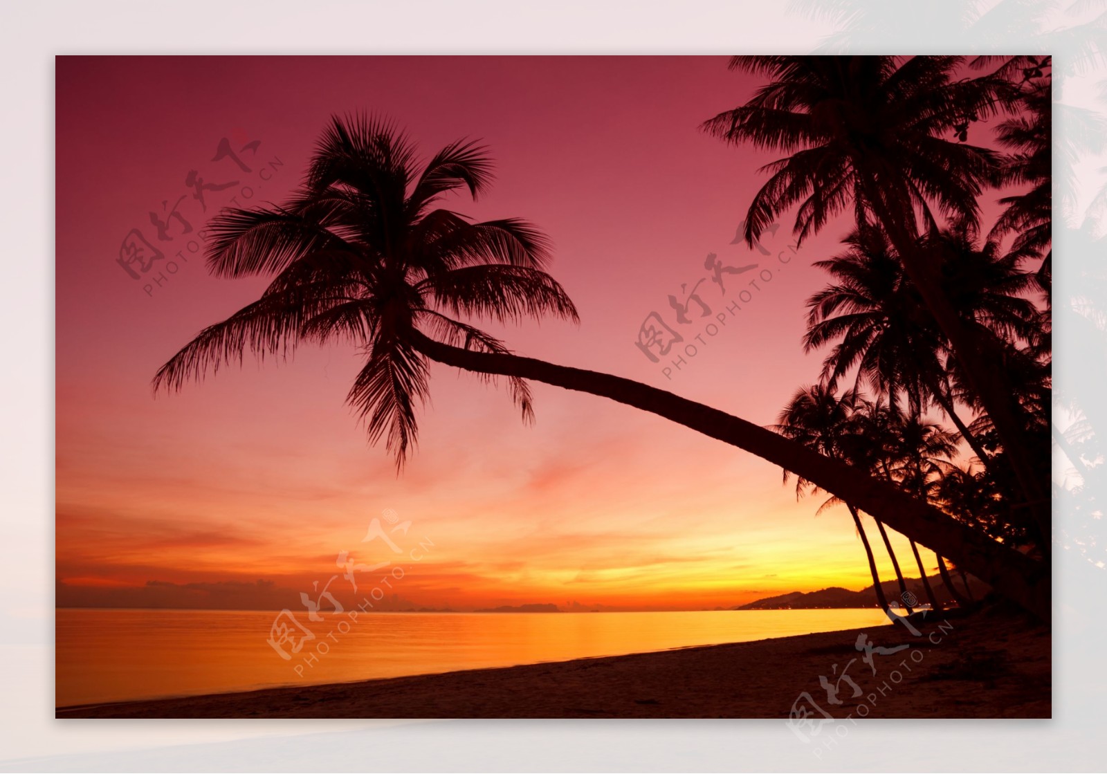 黄昏时海边的椰子树