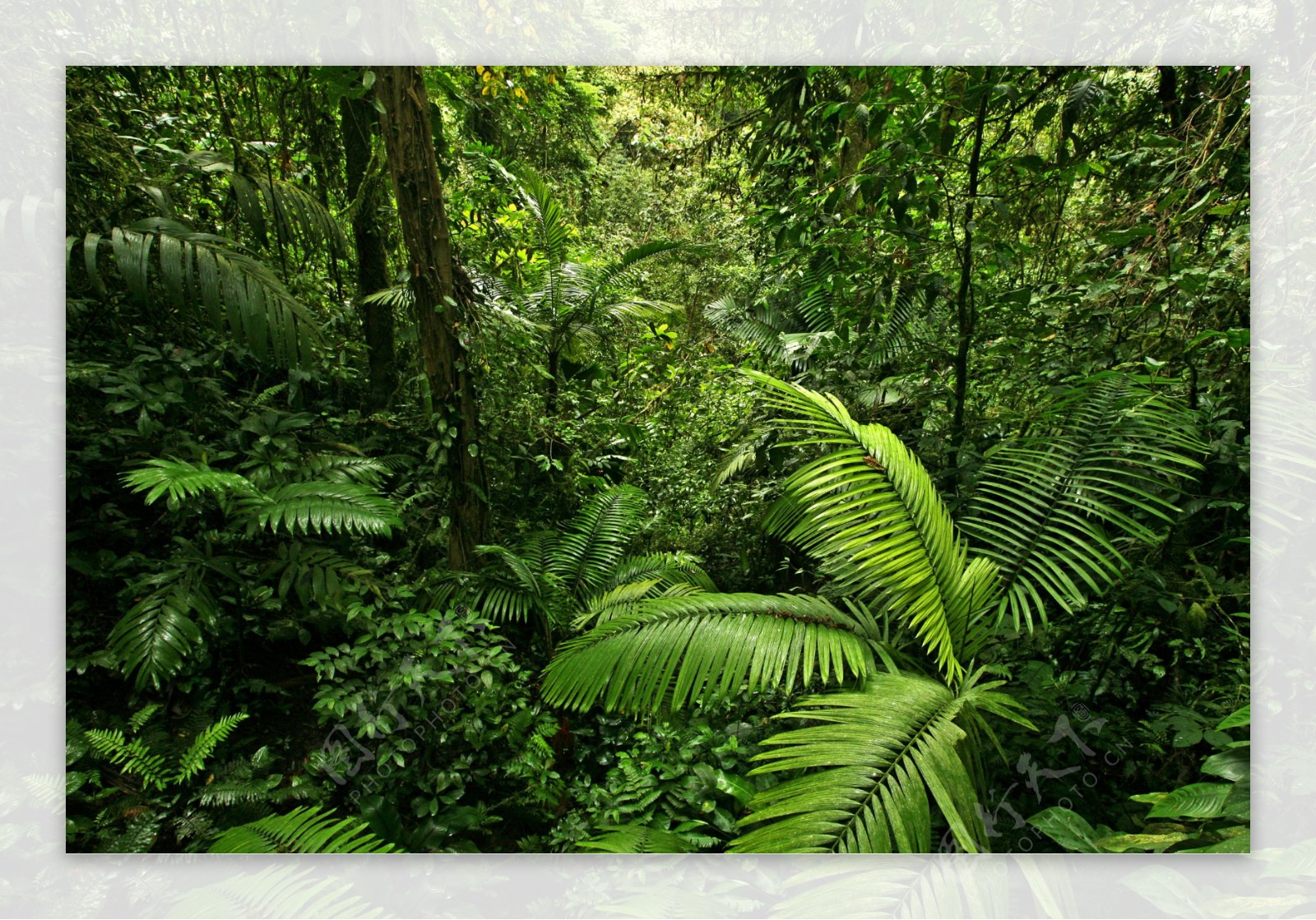 美丽热带雨林风景图片