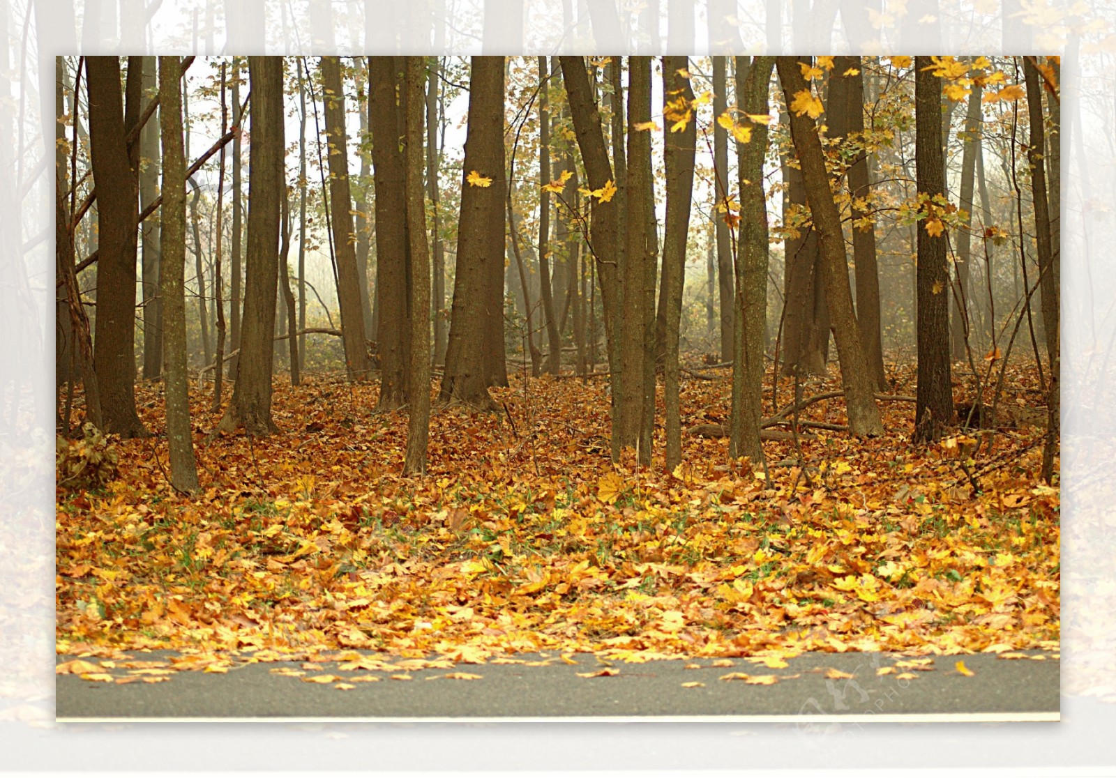 秋天树林落叶风景图片