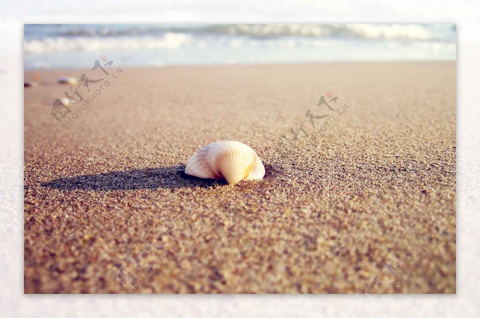唯美海滩上的贝壳图片